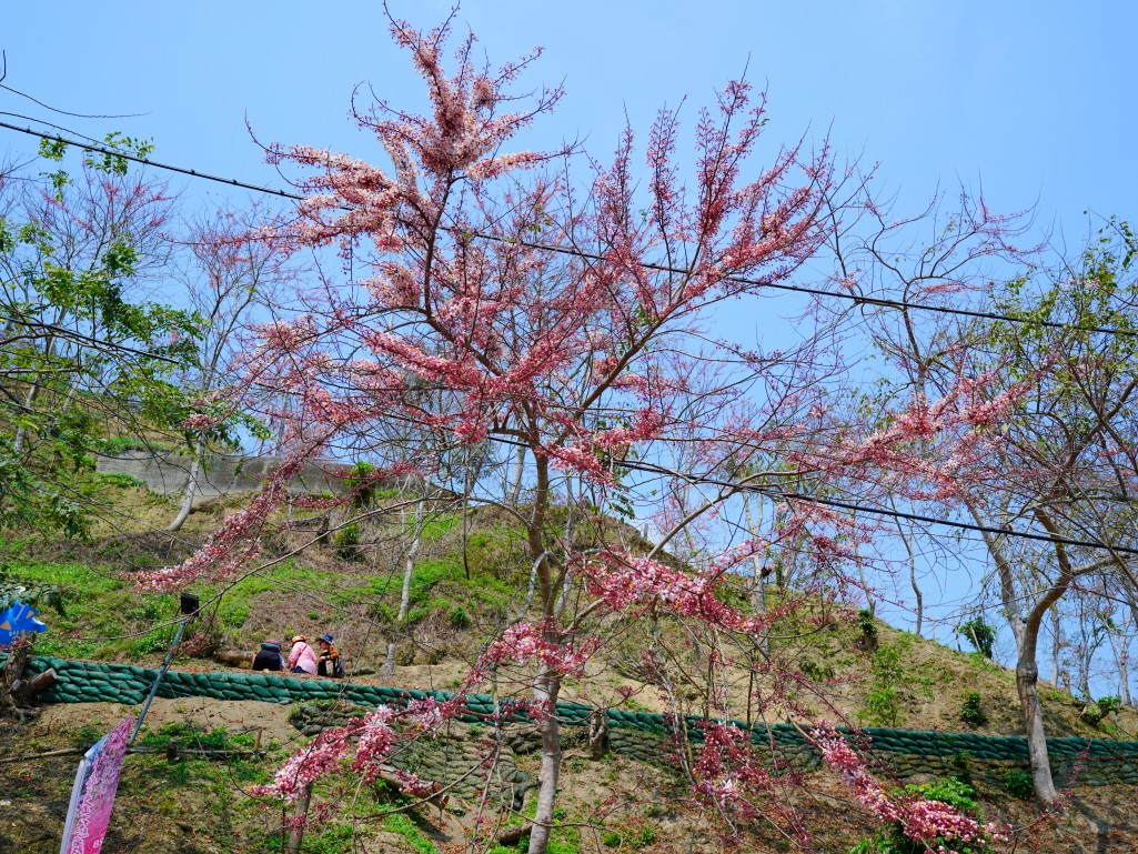 漫山遍野等待綻放的花旗木林