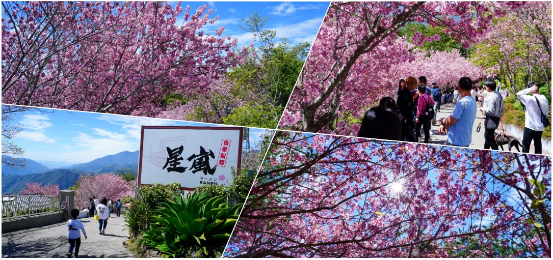 2026【南投清境美食】星嵐拉麵：隱藏版絕美櫻花秘境！排隊實況、停車交通與順遊住宿攻略