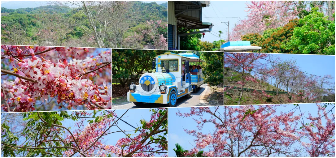 【2026花季預熱】嘉義竹崎阿拉伯粉紅村！3000株花旗木秘境，門票接駁車與交通停車攻略搶先看