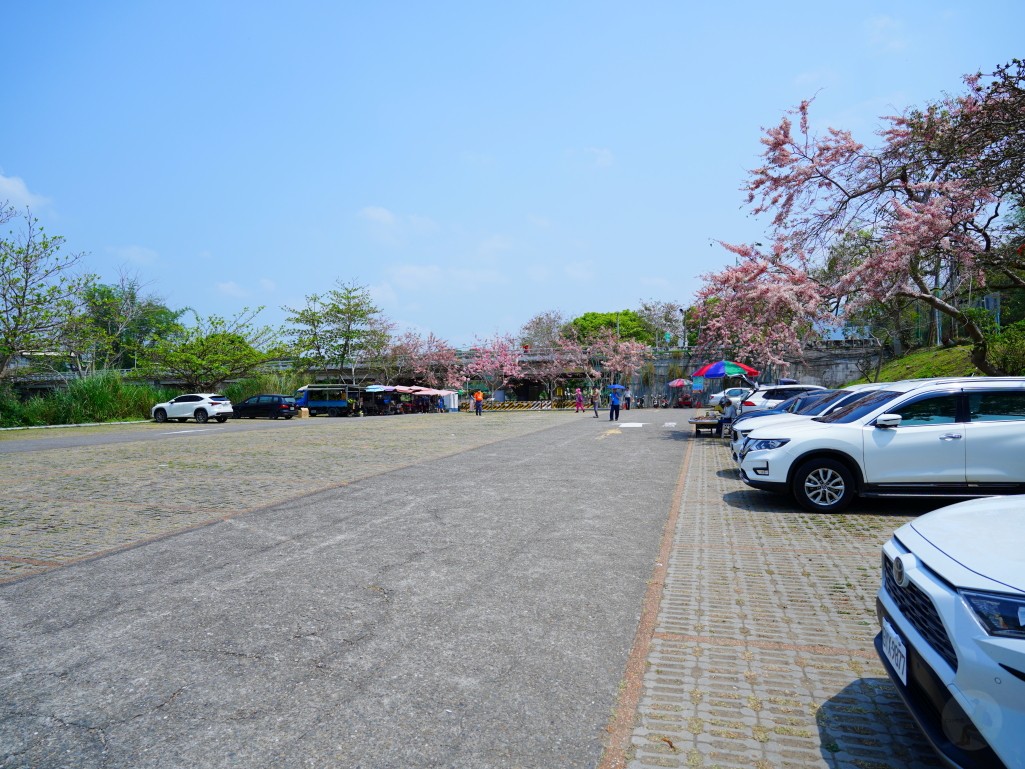 竹崎親水公園,竹崎公園,嘉義花旗木,花旗木花海,花旗木季節,行千吊橋,千禧橋,竹崎天空走廊,天空步道,嘉義賞花,嘉義旅遊,春季花景,粉紅花海,花旗木打卡,竹崎花旗木,嘉義景點推薦,森林系景點,花旗木開花時間,嘉義一日遊,粉紅控必拍