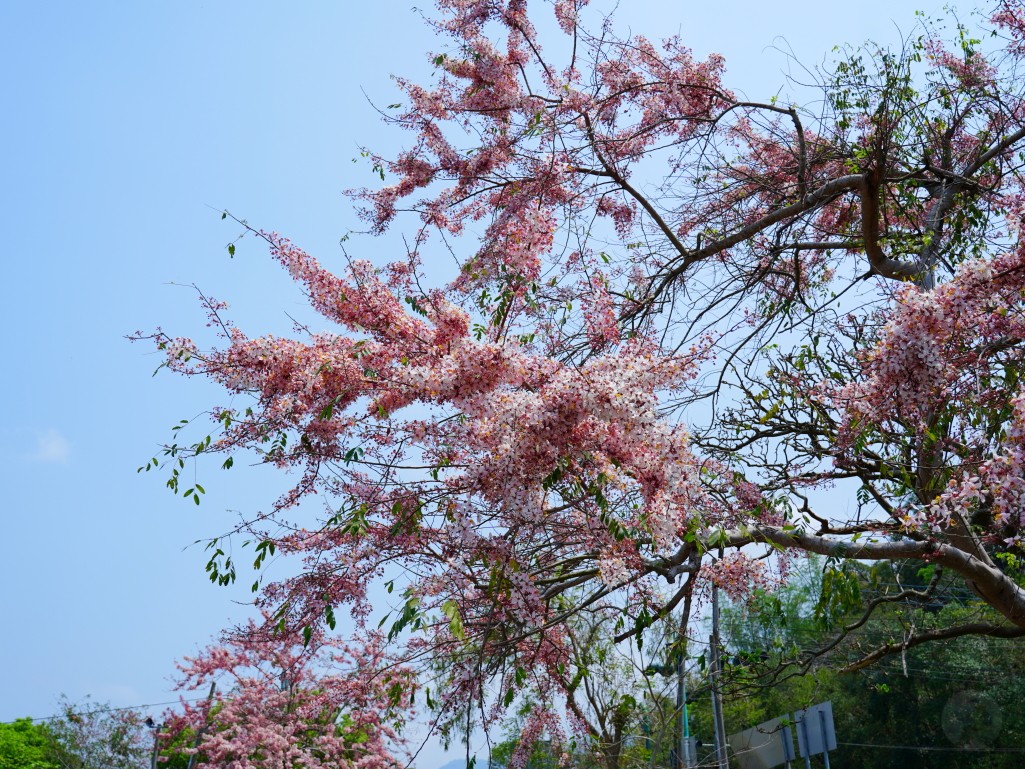 竹崎親水公園,竹崎公園,嘉義花旗木,花旗木花海,花旗木季節,行千吊橋,千禧橋,竹崎天空走廊,天空步道,嘉義賞花,嘉義旅遊,春季花景,粉紅花海,花旗木打卡,竹崎花旗木,嘉義景點推薦,森林系景點,花旗木開花時間,嘉義一日遊,粉紅控必拍