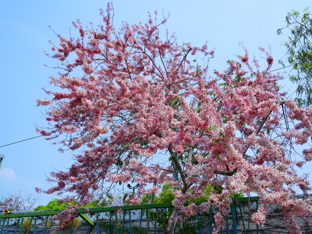竹崎親水公園,竹崎公園,嘉義花旗木,花旗木花海,花旗木季節,行千吊橋,千禧橋,竹崎天空走廊,天空步道,嘉義賞花,嘉義旅遊,春季花景,粉紅花海,花旗木打卡,竹崎花旗木,嘉義景點推薦,森林系景點,花旗木開花時間,嘉義一日遊,粉紅控必拍