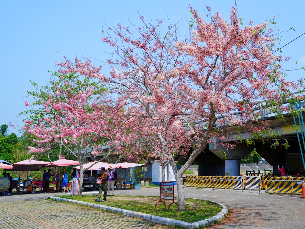竹崎親水公園,竹崎公園,嘉義花旗木,花旗木花海,花旗木季節,行千吊橋,千禧橋,竹崎天空走廊,天空步道,嘉義賞花,嘉義旅遊,春季花景,粉紅花海,花旗木打卡,竹崎花旗木,嘉義景點推薦,森林系景點,花旗木開花時間,嘉義一日遊,粉紅控必拍