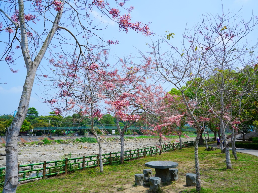 竹崎親水公園,竹崎公園,嘉義花旗木,花旗木花海,花旗木季節,行千吊橋,千禧橋,竹崎天空走廊,天空步道,嘉義賞花,嘉義旅遊,春季花景,粉紅花海,花旗木打卡,竹崎花旗木,嘉義景點推薦,森林系景點,花旗木開花時間,嘉義一日遊,粉紅控必拍