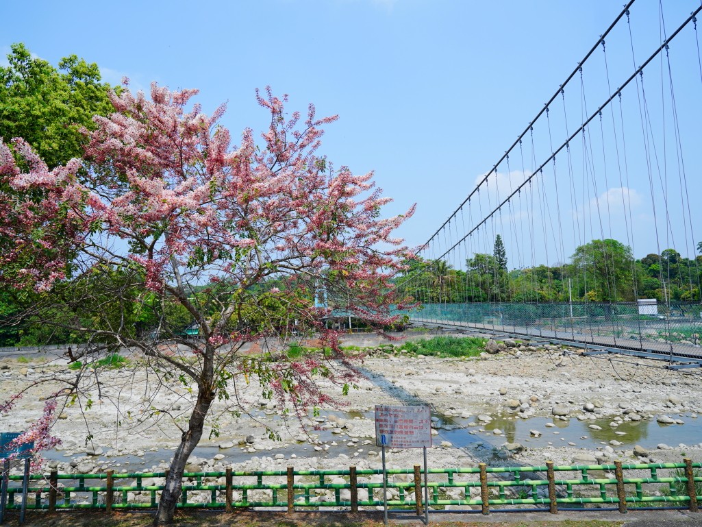 竹崎親水公園,竹崎公園,嘉義花旗木,花旗木花海,花旗木季節,行千吊橋,千禧橋,竹崎天空走廊,天空步道,嘉義賞花,嘉義旅遊,春季花景,粉紅花海,花旗木打卡,竹崎花旗木,嘉義景點推薦,森林系景點,花旗木開花時間,嘉義一日遊,粉紅控必拍