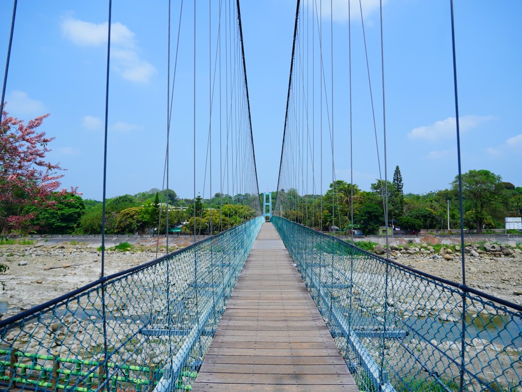 竹崎親水公園,竹崎公園,嘉義花旗木,花旗木花海,花旗木季節,行千吊橋,千禧橋,竹崎天空走廊,天空步道,嘉義賞花,嘉義旅遊,春季花景,粉紅花海,花旗木打卡,竹崎花旗木,嘉義景點推薦,森林系景點,花旗木開花時間,嘉義一日遊,粉紅控必拍
