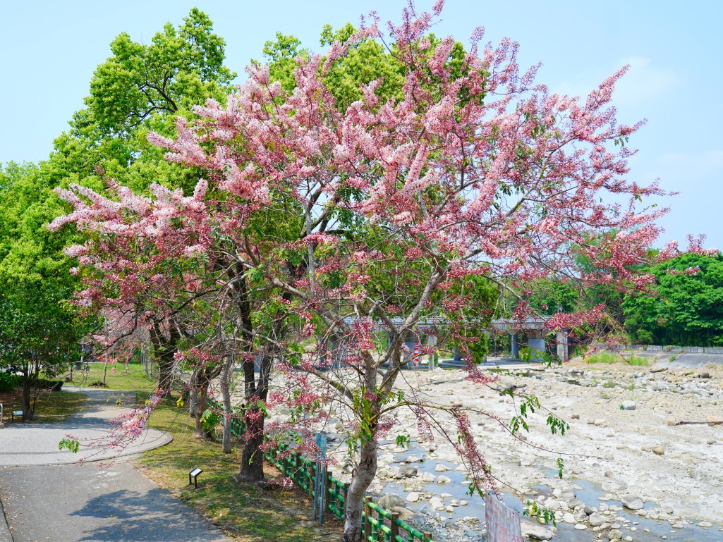 竹崎親水公園,竹崎公園,嘉義花旗木,花旗木花海,花旗木季節,行千吊橋,千禧橋,竹崎天空走廊,天空步道,嘉義賞花,嘉義旅遊,春季花景,粉紅花海,花旗木打卡,竹崎花旗木,嘉義景點推薦,森林系景點,花旗木開花時間,嘉義一日遊,粉紅控必拍