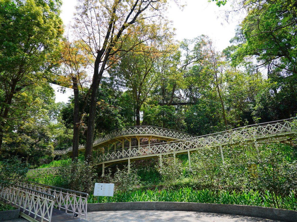 竹崎親水公園,竹崎公園,嘉義花旗木,花旗木花海,花旗木季節,行千吊橋,千禧橋,竹崎天空走廊,天空步道,嘉義賞花,嘉義旅遊,春季花景,粉紅花海,花旗木打卡,竹崎花旗木,嘉義景點推薦,森林系景點,花旗木開花時間,嘉義一日遊,粉紅控必拍