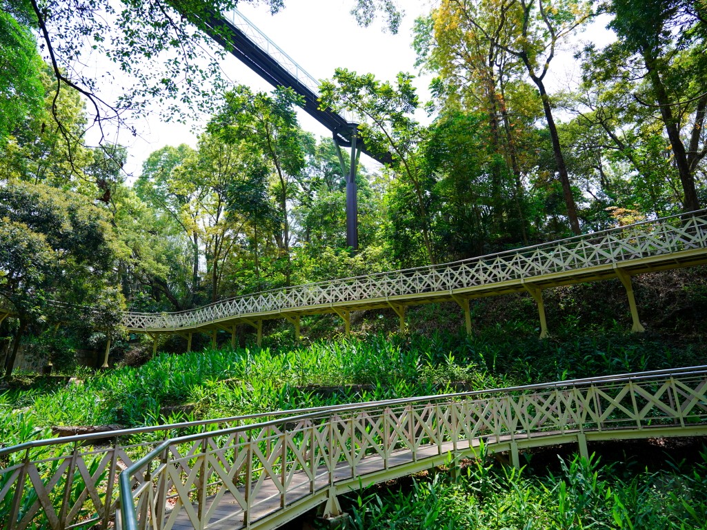 竹崎親水公園,竹崎公園,嘉義花旗木,花旗木花海,花旗木季節,行千吊橋,千禧橋,竹崎天空走廊,天空步道,嘉義賞花,嘉義旅遊,春季花景,粉紅花海,花旗木打卡,竹崎花旗木,嘉義景點推薦,森林系景點,花旗木開花時間,嘉義一日遊,粉紅控必拍