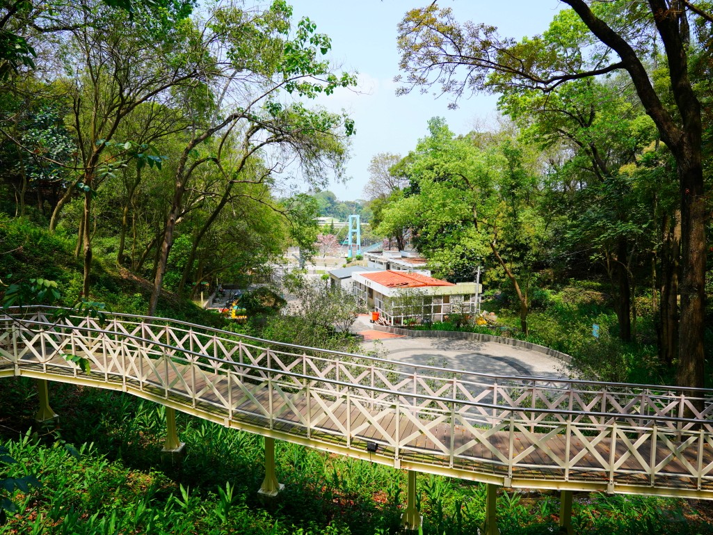 竹崎親水公園,竹崎公園,嘉義花旗木,花旗木花海,花旗木季節,行千吊橋,千禧橋,竹崎天空走廊,天空步道,嘉義賞花,嘉義旅遊,春季花景,粉紅花海,花旗木打卡,竹崎花旗木,嘉義景點推薦,森林系景點,花旗木開花時間,嘉義一日遊,粉紅控必拍