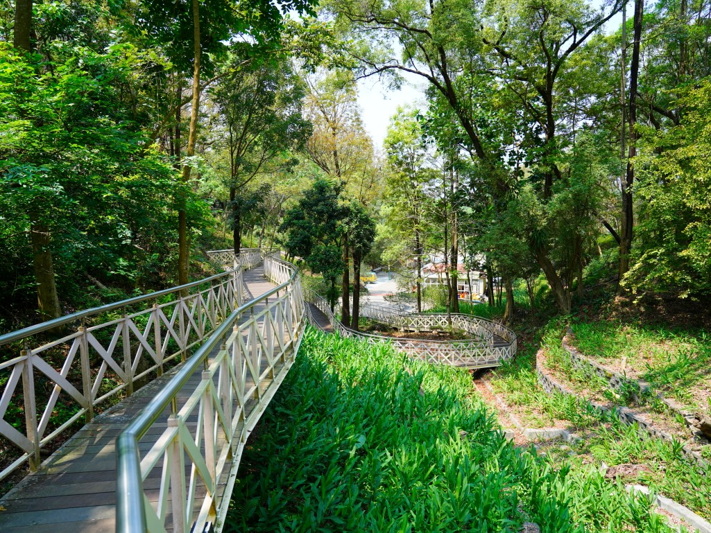 竹崎親水公園,竹崎公園,嘉義花旗木,花旗木花海,花旗木季節,行千吊橋,千禧橋,竹崎天空走廊,天空步道,嘉義賞花,嘉義旅遊,春季花景,粉紅花海,花旗木打卡,竹崎花旗木,嘉義景點推薦,森林系景點,花旗木開花時間,嘉義一日遊,粉紅控必拍