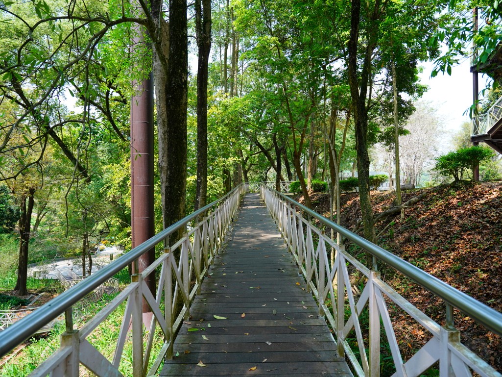 竹崎親水公園,竹崎公園,嘉義花旗木,花旗木花海,花旗木季節,行千吊橋,千禧橋,竹崎天空走廊,天空步道,嘉義賞花,嘉義旅遊,春季花景,粉紅花海,花旗木打卡,竹崎花旗木,嘉義景點推薦,森林系景點,花旗木開花時間,嘉義一日遊,粉紅控必拍