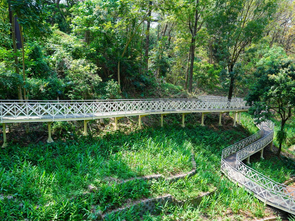 竹崎親水公園,竹崎公園,嘉義花旗木,花旗木花海,花旗木季節,行千吊橋,千禧橋,竹崎天空走廊,天空步道,嘉義賞花,嘉義旅遊,春季花景,粉紅花海,花旗木打卡,竹崎花旗木,嘉義景點推薦,森林系景點,花旗木開花時間,嘉義一日遊,粉紅控必拍