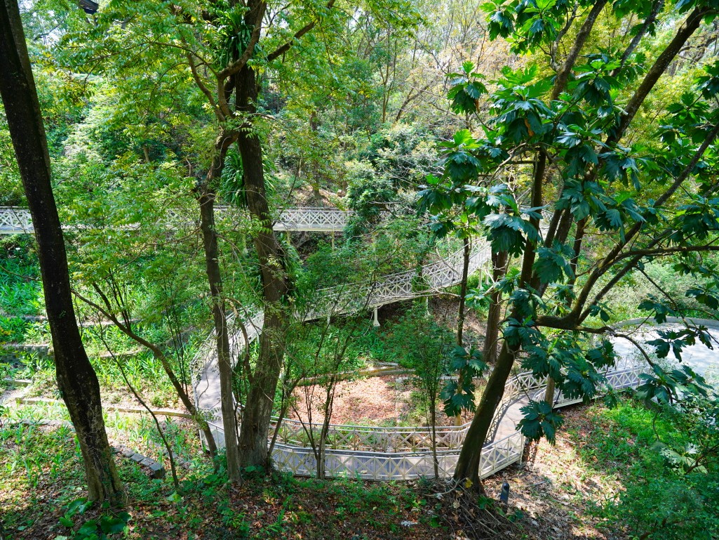 竹崎親水公園,竹崎公園,嘉義花旗木,花旗木花海,花旗木季節,行千吊橋,千禧橋,竹崎天空走廊,天空步道,嘉義賞花,嘉義旅遊,春季花景,粉紅花海,花旗木打卡,竹崎花旗木,嘉義景點推薦,森林系景點,花旗木開花時間,嘉義一日遊,粉紅控必拍