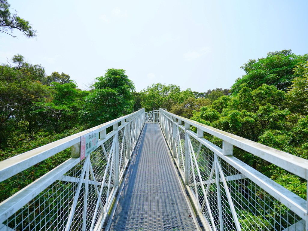 竹崎親水公園,竹崎公園,嘉義花旗木,花旗木花海,花旗木季節,行千吊橋,千禧橋,竹崎天空走廊,天空步道,嘉義賞花,嘉義旅遊,春季花景,粉紅花海,花旗木打卡,竹崎花旗木,嘉義景點推薦,森林系景點,花旗木開花時間,嘉義一日遊,粉紅控必拍