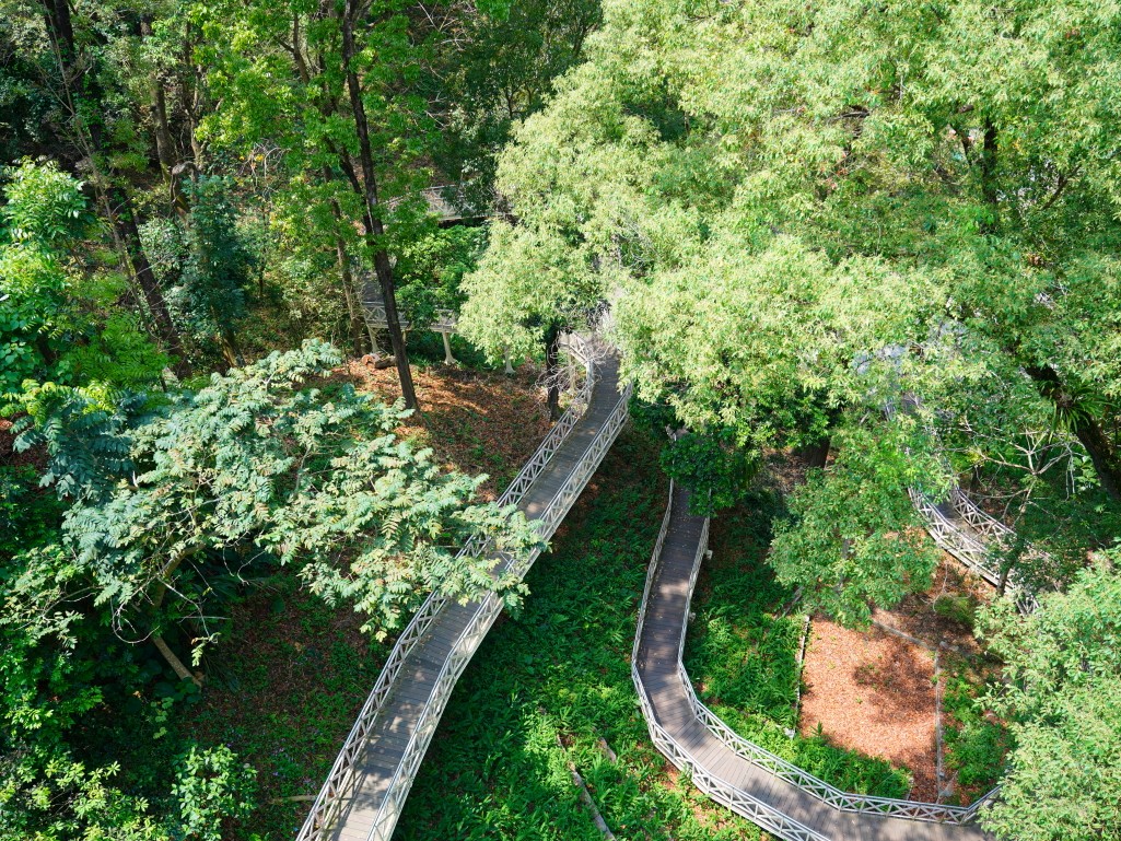 竹崎親水公園,竹崎公園,嘉義花旗木,花旗木花海,花旗木季節,行千吊橋,千禧橋,竹崎天空走廊,天空步道,嘉義賞花,嘉義旅遊,春季花景,粉紅花海,花旗木打卡,竹崎花旗木,嘉義景點推薦,森林系景點,花旗木開花時間,嘉義一日遊,粉紅控必拍