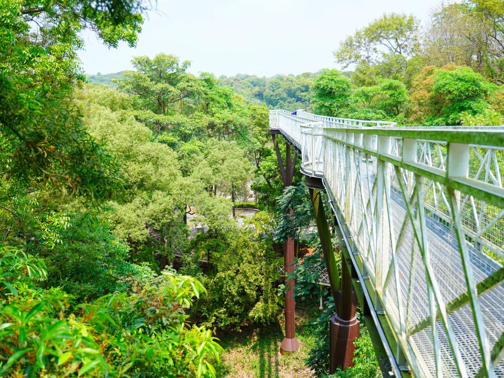 竹崎親水公園,竹崎公園,嘉義花旗木,花旗木花海,花旗木季節,行千吊橋,千禧橋,竹崎天空走廊,天空步道,嘉義賞花,嘉義旅遊,春季花景,粉紅花海,花旗木打卡,竹崎花旗木,嘉義景點推薦,森林系景點,花旗木開花時間,嘉義一日遊,粉紅控必拍
