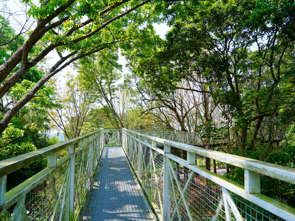 竹崎親水公園,竹崎公園,嘉義花旗木,花旗木花海,花旗木季節,行千吊橋,千禧橋,竹崎天空走廊,天空步道,嘉義賞花,嘉義旅遊,春季花景,粉紅花海,花旗木打卡,竹崎花旗木,嘉義景點推薦,森林系景點,花旗木開花時間,嘉義一日遊,粉紅控必拍