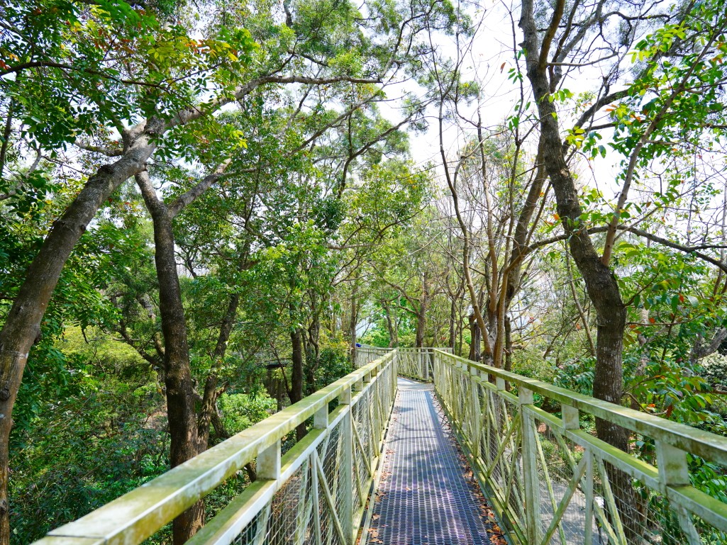 竹崎親水公園,竹崎公園,嘉義花旗木,花旗木花海,花旗木季節,行千吊橋,千禧橋,竹崎天空走廊,天空步道,嘉義賞花,嘉義旅遊,春季花景,粉紅花海,花旗木打卡,竹崎花旗木,嘉義景點推薦,森林系景點,花旗木開花時間,嘉義一日遊,粉紅控必拍