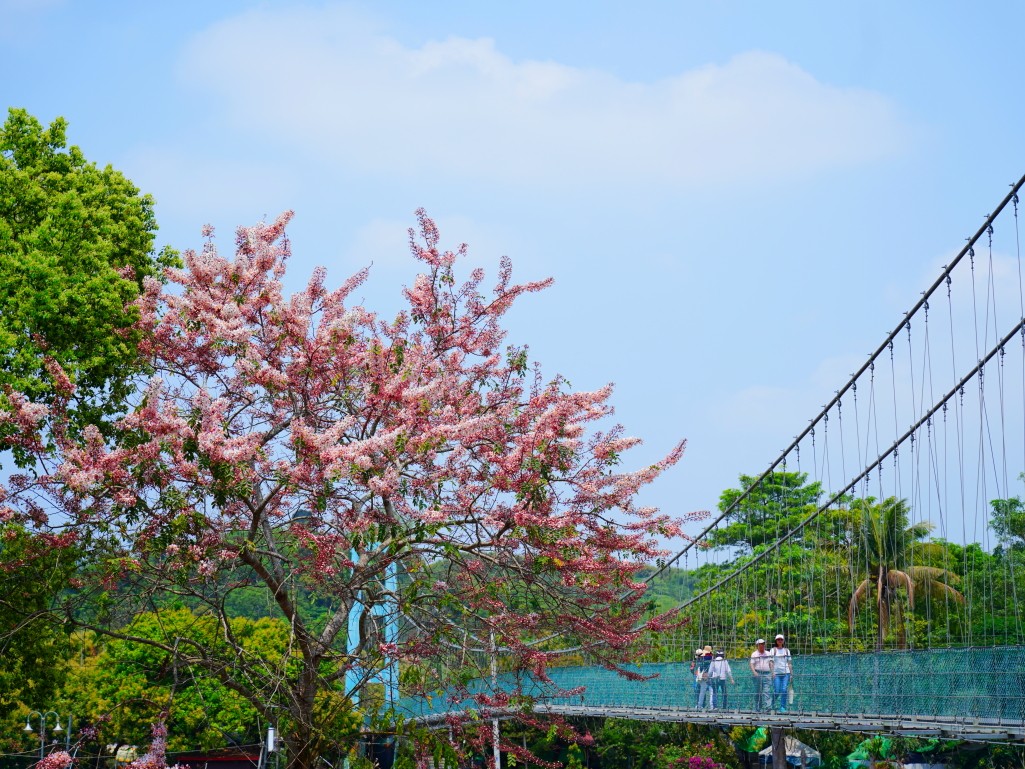 竹崎親水公園,竹崎公園,嘉義花旗木,花旗木花海,花旗木季節,行千吊橋,千禧橋,竹崎天空走廊,天空步道,嘉義賞花,嘉義旅遊,春季花景,粉紅花海,花旗木打卡,竹崎花旗木,嘉義景點推薦,森林系景點,花旗木開花時間,嘉義一日遊,粉紅控必拍