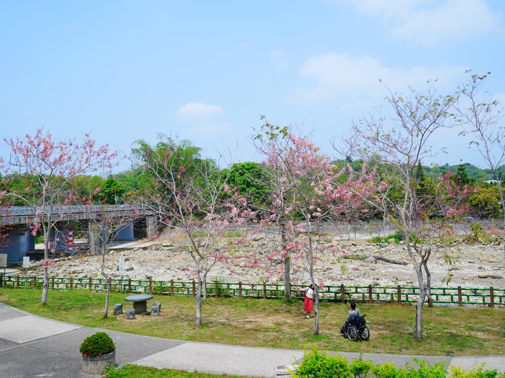 竹崎親水公園,竹崎公園,嘉義花旗木,花旗木花海,花旗木季節,行千吊橋,千禧橋,竹崎天空走廊,天空步道,嘉義賞花,嘉義旅遊,春季花景,粉紅花海,花旗木打卡,竹崎花旗木,嘉義景點推薦,森林系景點,花旗木開花時間,嘉義一日遊,粉紅控必拍