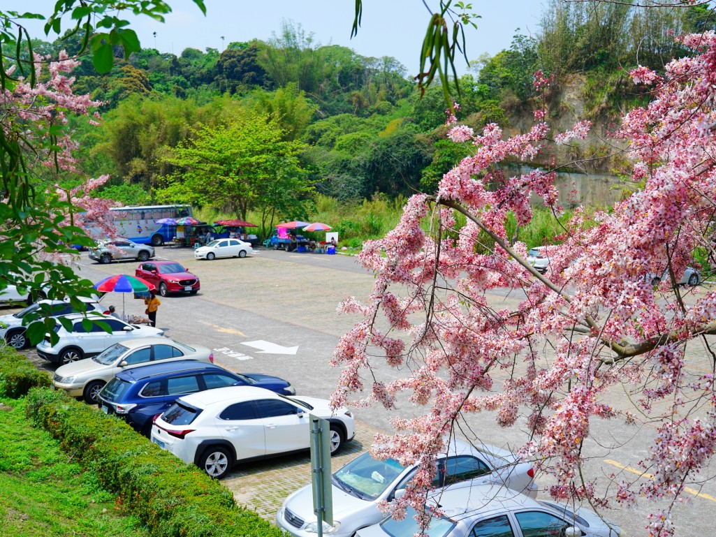 竹崎親水公園,竹崎公園,嘉義花旗木,花旗木花海,花旗木季節,行千吊橋,千禧橋,竹崎天空走廊,天空步道,嘉義賞花,嘉義旅遊,春季花景,粉紅花海,花旗木打卡,竹崎花旗木,嘉義景點推薦,森林系景點,花旗木開花時間,嘉義一日遊,粉紅控必拍
