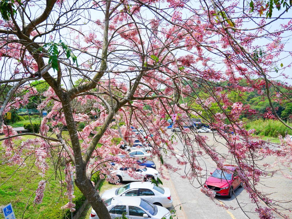 竹崎親水公園,竹崎公園,嘉義花旗木,花旗木花海,花旗木季節,行千吊橋,千禧橋,竹崎天空走廊,天空步道,嘉義賞花,嘉義旅遊,春季花景,粉紅花海,花旗木打卡,竹崎花旗木,嘉義景點推薦,森林系景點,花旗木開花時間,嘉義一日遊,粉紅控必拍
