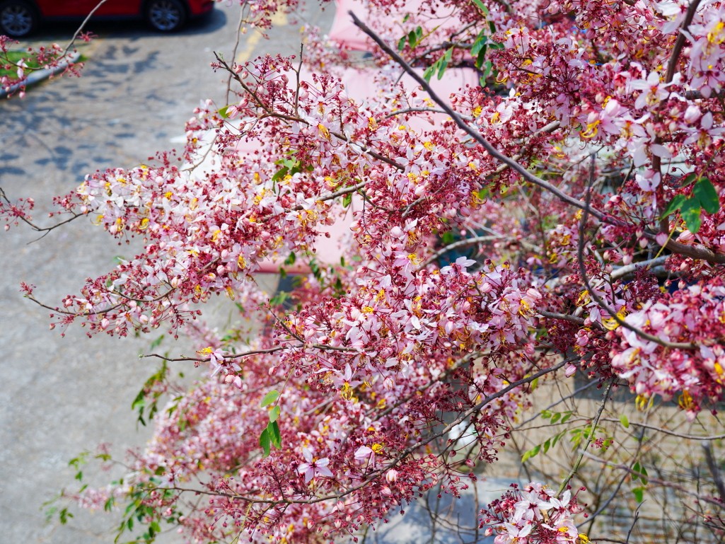 竹崎親水公園,竹崎公園,嘉義花旗木,花旗木花海,花旗木季節,行千吊橋,千禧橋,竹崎天空走廊,天空步道,嘉義賞花,嘉義旅遊,春季花景,粉紅花海,花旗木打卡,竹崎花旗木,嘉義景點推薦,森林系景點,花旗木開花時間,嘉義一日遊,粉紅控必拍