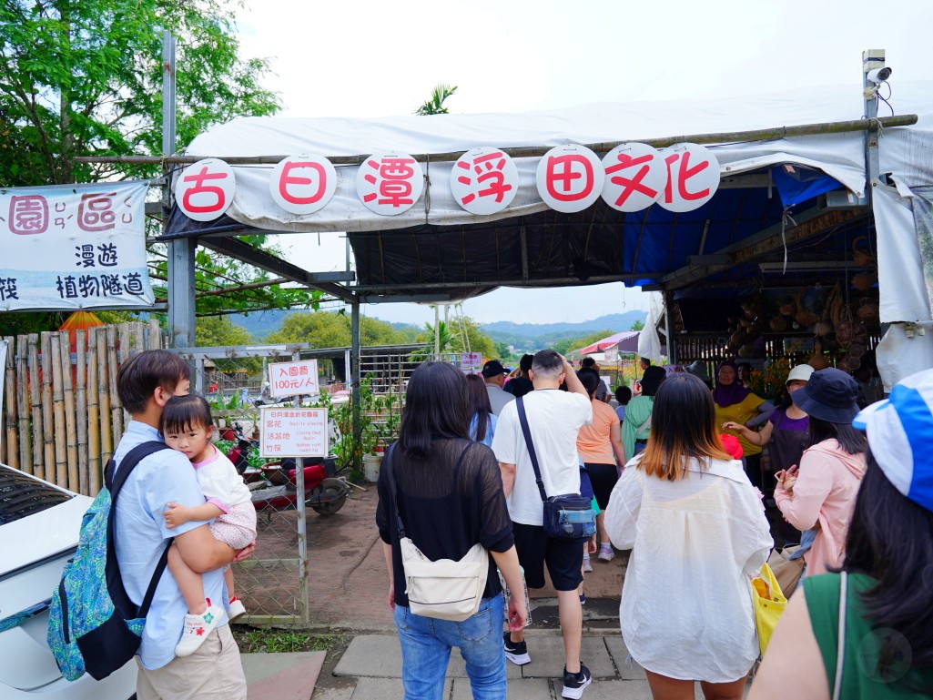 七彩金針花, 南投景點, 打卡, 頭社金針花, 日月潭, 日月潭金針花, 景點, 水田金針花, 活動, 花季, 花海, 金針花, 金針花季, 頭社, 頭社活盆地, 頭社金針花海,南投金針花,馬鞭草