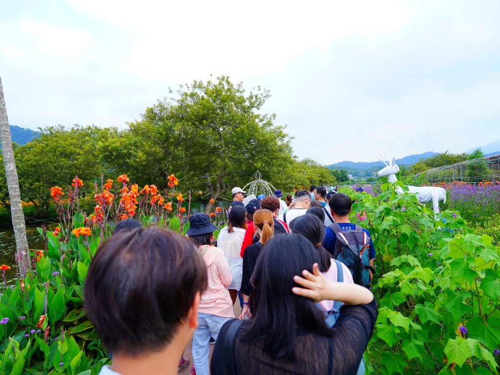 七彩金針花, 南投景點, 打卡, 頭社金針花, 日月潭, 日月潭金針花, 景點, 水田金針花, 活動, 花季, 花海, 金針花, 金針花季, 頭社, 頭社活盆地, 頭社金針花海,南投金針花,馬鞭草