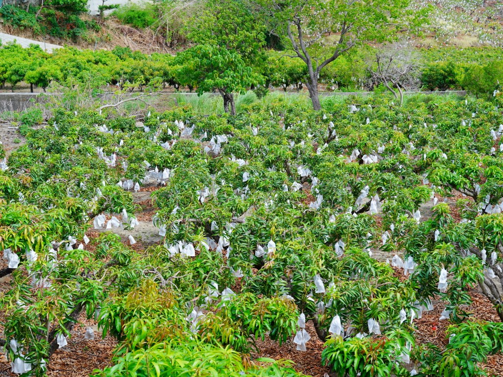 獅子好芒·山蘇蕨起,獅子鄉旅遊, 屏東部落體驗, 山蘇美食, 屏東芒果, 獅子好芒 山蘇蕨起, 屏東獅子鄉景點推薦, 原住民部落旅遊心得, 屏東深度旅遊路線, 山蘇怎麼吃, 芒果產季 屏東, 獅子鄉原住民文化, 踩線行程分享, 部落美食體驗, 屏東私房景點部落, 芒果與山蘇產地探訪 獅子好芒·山蘇蕨起,獅子鄉旅遊, 屏東部落體驗, 山蘇美食, 屏東芒果, 獅子好芒 山蘇蕨起, 屏東獅子鄉景點推薦, 原住民部落旅遊心得, 屏東深度旅遊路線, 山蘇怎麼吃, 芒果產季 屏東, 獅子鄉原住民文化, 踩線行程分享, 部落美食體驗, 屏東私房景點部落, 芒果與山蘇產地探訪