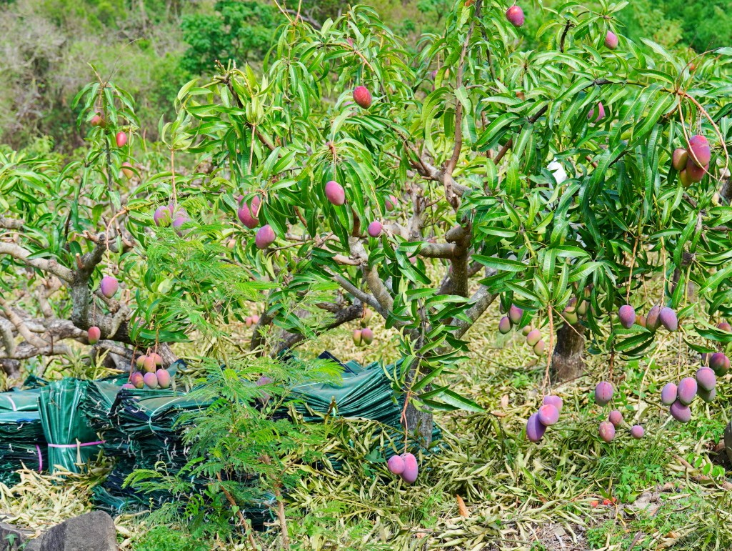 獅子好芒·山蘇蕨起,獅子鄉旅遊, 屏東部落體驗, 山蘇美食, 屏東芒果, 獅子好芒 山蘇蕨起, 屏東獅子鄉景點推薦, 原住民部落旅遊心得, 屏東深度旅遊路線, 山蘇怎麼吃, 芒果產季 屏東, 獅子鄉原住民文化, 踩線行程分享, 部落美食體驗, 屏東私房景點部落, 芒果與山蘇產地探訪 獅子好芒·山蘇蕨起,獅子鄉旅遊, 屏東部落體驗, 山蘇美食, 屏東芒果, 獅子好芒 山蘇蕨起, 屏東獅子鄉景點推薦, 原住民部落旅遊心得, 屏東深度旅遊路線, 山蘇怎麼吃, 芒果產季 屏東, 獅子鄉原住民文化, 踩線行程分享, 部落美食體驗, 屏東私房景點部落, 芒果與山蘇產地探訪