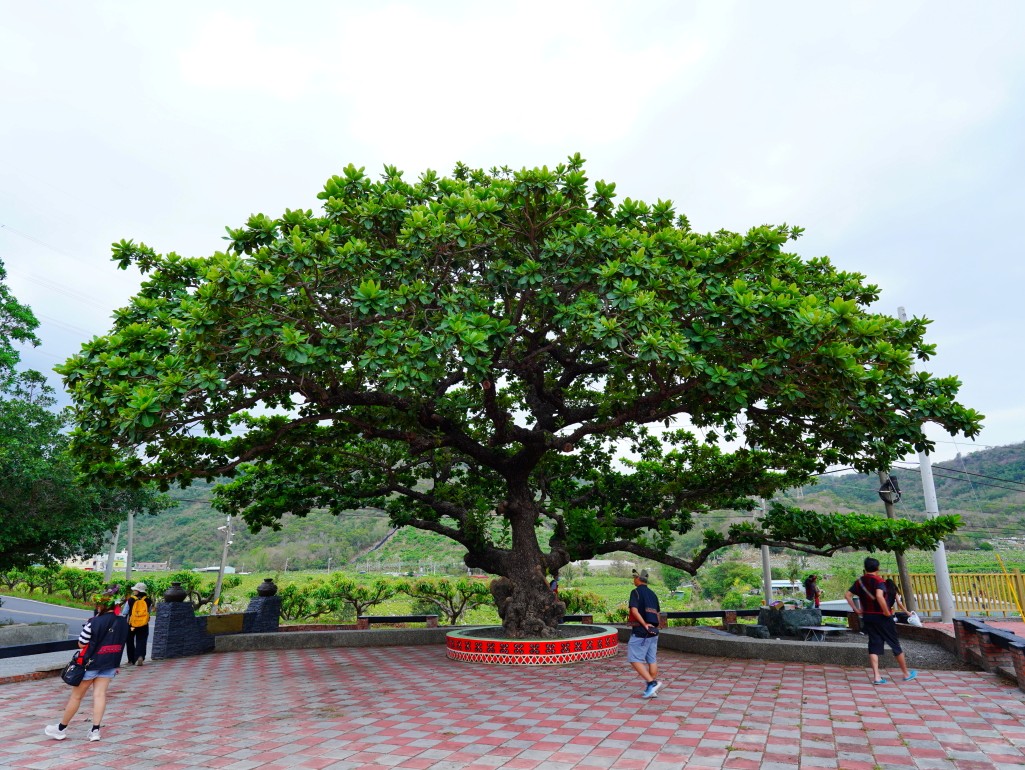 獅子好芒·山蘇蕨起,獅子鄉旅遊, 屏東部落體驗, 山蘇美食, 屏東芒果, 獅子好芒 山蘇蕨起, 屏東獅子鄉景點推薦, 原住民部落旅遊心得, 屏東深度旅遊路線, 山蘇怎麼吃, 芒果產季 屏東, 獅子鄉原住民文化, 踩線行程分享, 部落美食體驗, 屏東私房景點部落, 芒果與山蘇產地探訪 獅子好芒·山蘇蕨起,獅子鄉旅遊, 屏東部落體驗, 山蘇美食, 屏東芒果, 獅子好芒 山蘇蕨起, 屏東獅子鄉景點推薦, 原住民部落旅遊心得, 屏東深度旅遊路線, 山蘇怎麼吃, 芒果產季 屏東, 獅子鄉原住民文化, 踩線行程分享, 部落美食體驗, 屏東私房景點部落, 芒果與山蘇產地探訪