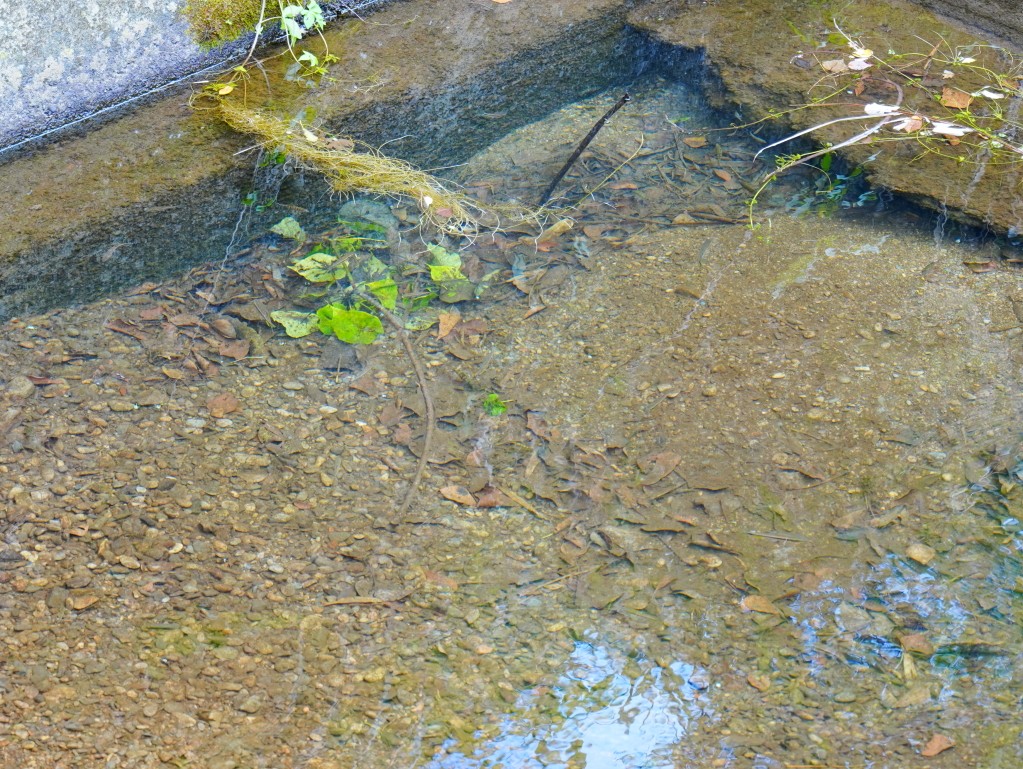 獅子好芒·山蘇蕨起,獅子鄉旅遊, 屏東部落體驗, 山蘇美食, 屏東芒果, 獅子好芒 山蘇蕨起, 屏東獅子鄉景點推薦, 原住民部落旅遊心得, 屏東深度旅遊路線, 山蘇怎麼吃, 芒果產季 屏東, 獅子鄉原住民文化, 踩線行程分享, 部落美食體驗, 屏東私房景點部落, 芒果與山蘇產地探訪 獅子好芒·山蘇蕨起,獅子鄉旅遊, 屏東部落體驗, 山蘇美食, 屏東芒果, 獅子好芒 山蘇蕨起, 屏東獅子鄉景點推薦, 原住民部落旅遊心得, 屏東深度旅遊路線, 山蘇怎麼吃, 芒果產季 屏東, 獅子鄉原住民文化, 踩線行程分享, 部落美食體驗, 屏東私房景點部落, 芒果與山蘇產地探訪