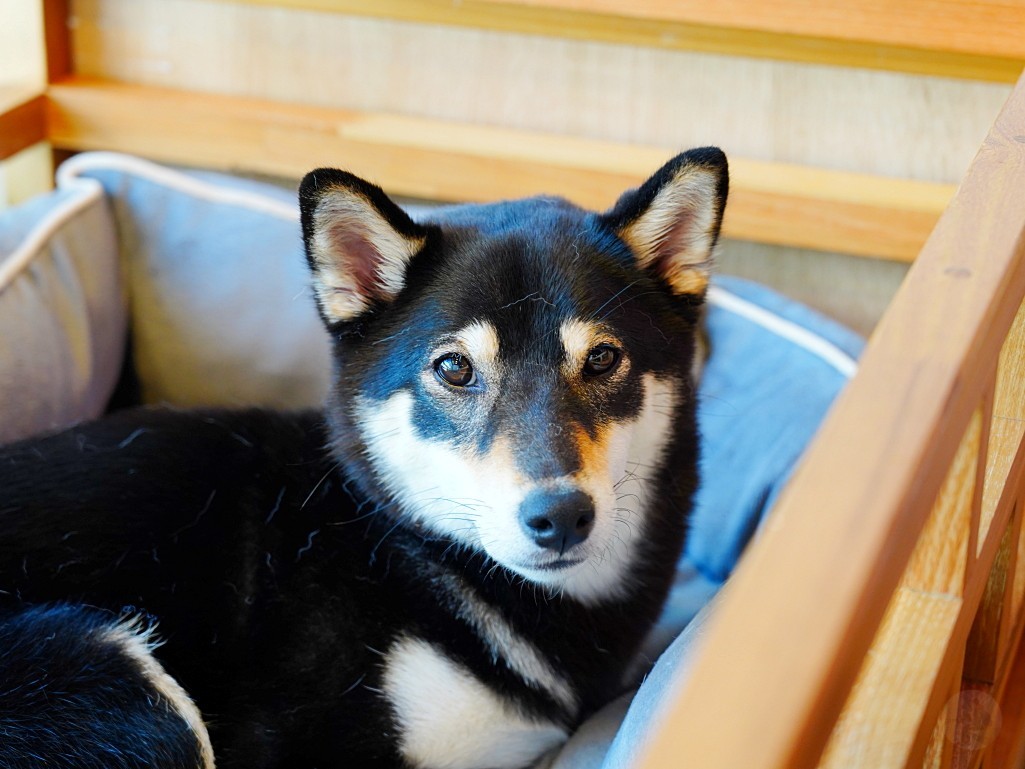星火鍋物店狗柴犬璐璐