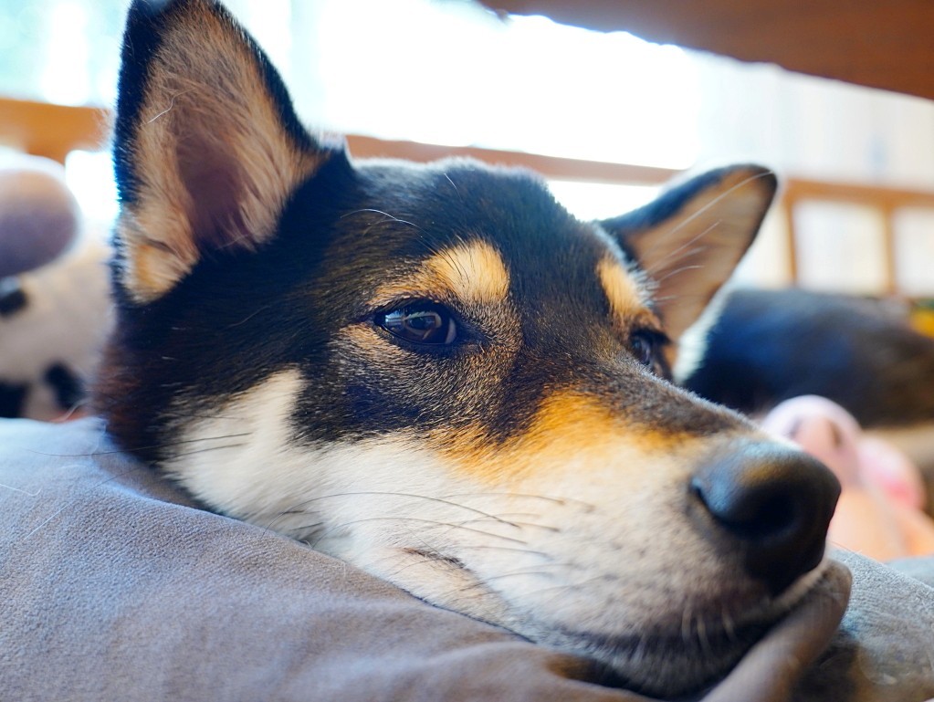 星火鍋物店狗柴犬璐璐特寫