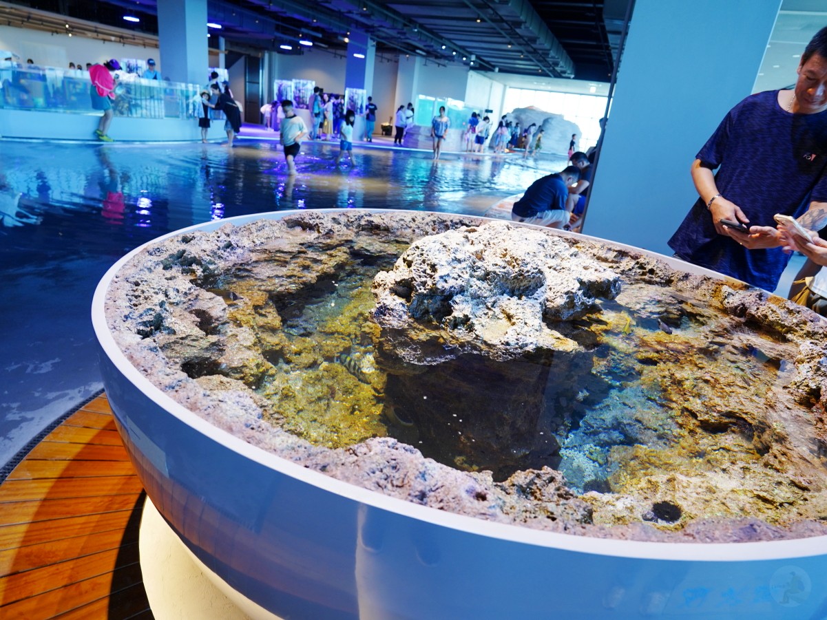 台中海洋館, 台中水族館, 台中海洋館開箱, 台中海洋館門票, 台中海洋館交通, 台中海洋館試營運, 台中旅遊景點, 台中親子景點, 台中景點推薦, 中部水族館,台中海洋生態館,台中海洋館,台中一日遊,海生館,台中景點,台中海生館門票資訊,台中海生館開幕日期,台中海生館交通資訊,台中海生館停車資訊,台中海生館票價,台中海生館開幕時間,台中海洋生態館門票,台中海洋生態館開幕了嗎,台中海生館官網,台中海生館ptt,台中海生館徵才,台中海生館開幕了嗎,台中海生館dcard,台中海生館 評價,台中海生館開幕,水母展覽,鯊魚觀賞,珊瑚礁魚類,生態教育,家庭旅遊景點,台中旅遊必去,水族館體驗,台中海生館,中部海生館,台中旅遊景點,2025年開幕,海洋展區,8.1米展示魚缸,台中海生館, 2025開幕, 清水景點, 梧棲漁港, 親子景點, 中部旅遊, 巨型魚缸, 台灣海生館, 台中新景點,台中海洋館 台中海洋館, 台中水族館, 台中海洋館開箱, 台中海洋館門票, 台中海洋館交通, 台中海洋館試營運, 台中旅遊景點, 台中親子景點, 台中景點推薦, 中部水族館,台中海洋生態館,台中海洋館,台中一日遊,海生館,台中景點,台中海生館門票資訊,台中海生館開幕日期,台中海生館交通資訊,台中海生館停車資訊,台中海生館票價,台中海生館開幕時間,台中海洋生態館門票,台中海洋生態館開幕了嗎,台中海生館官網,台中海生館ptt,台中海生館徵才,台中海生館開幕了嗎,台中海生館dcard,台中海生館 評價,台中海生館開幕,水母展覽,鯊魚觀賞,珊瑚礁魚類,生態教育,家庭旅遊景點,台中旅遊必去,水族館體驗,台中海生館,中部海生館,台中旅遊景點,2025年開幕,海洋展區,8.1米展示魚缸,台中海生館, 2025開幕, 清水景點, 梧棲漁港, 親子景點, 中部旅遊, 巨型魚缸, 台灣海生館, 台中新景點,台中海洋館