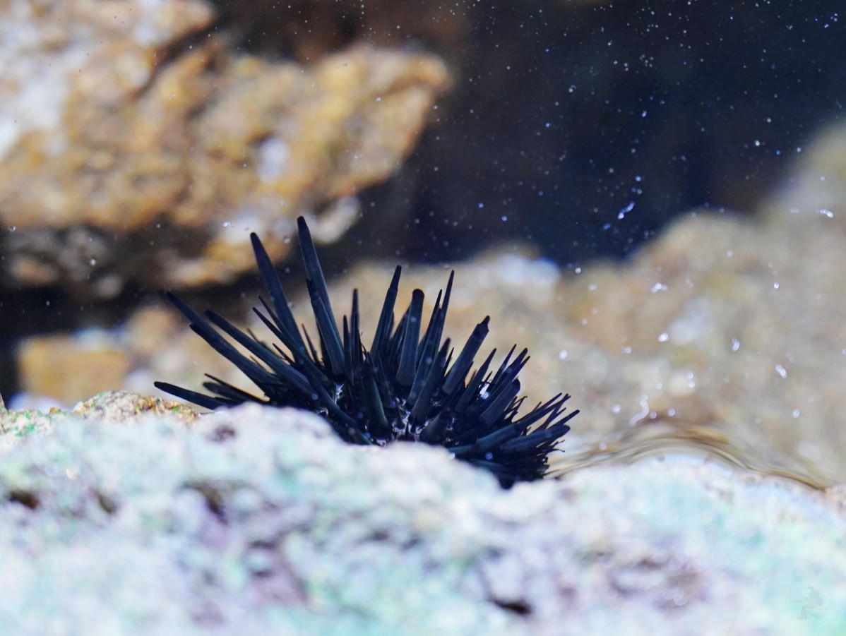 台中海洋館, 台中水族館, 台中海洋館開箱, 台中海洋館門票, 台中海洋館交通, 台中海洋館試營運, 台中旅遊景點, 台中親子景點, 台中景點推薦, 中部水族館,台中海洋生態館,台中海洋館,台中一日遊,海生館,台中景點,台中海生館門票資訊,台中海生館開幕日期,台中海生館交通資訊,台中海生館停車資訊,台中海生館票價,台中海生館開幕時間,台中海洋生態館門票,台中海洋生態館開幕了嗎,台中海生館官網,台中海生館ptt,台中海生館徵才,台中海生館開幕了嗎,台中海生館dcard,台中海生館 評價,台中海生館開幕,水母展覽,鯊魚觀賞,珊瑚礁魚類,生態教育,家庭旅遊景點,台中旅遊必去,水族館體驗,台中海生館,中部海生館,台中旅遊景點,2025年開幕,海洋展區,8.1米展示魚缸,台中海生館, 2025開幕, 清水景點, 梧棲漁港, 親子景點, 中部旅遊, 巨型魚缸, 台灣海生館, 台中新景點,台中海洋館 台中海洋館, 台中水族館, 台中海洋館開箱, 台中海洋館門票, 台中海洋館交通, 台中海洋館試營運, 台中旅遊景點, 台中親子景點, 台中景點推薦, 中部水族館,台中海洋生態館,台中海洋館,台中一日遊,海生館,台中景點,台中海生館門票資訊,台中海生館開幕日期,台中海生館交通資訊,台中海生館停車資訊,台中海生館票價,台中海生館開幕時間,台中海洋生態館門票,台中海洋生態館開幕了嗎,台中海生館官網,台中海生館ptt,台中海生館徵才,台中海生館開幕了嗎,台中海生館dcard,台中海生館 評價,台中海生館開幕,水母展覽,鯊魚觀賞,珊瑚礁魚類,生態教育,家庭旅遊景點,台中旅遊必去,水族館體驗,台中海生館,中部海生館,台中旅遊景點,2025年開幕,海洋展區,8.1米展示魚缸,台中海生館, 2025開幕, 清水景點, 梧棲漁港, 親子景點, 中部旅遊, 巨型魚缸, 台灣海生館, 台中新景點,台中海洋館