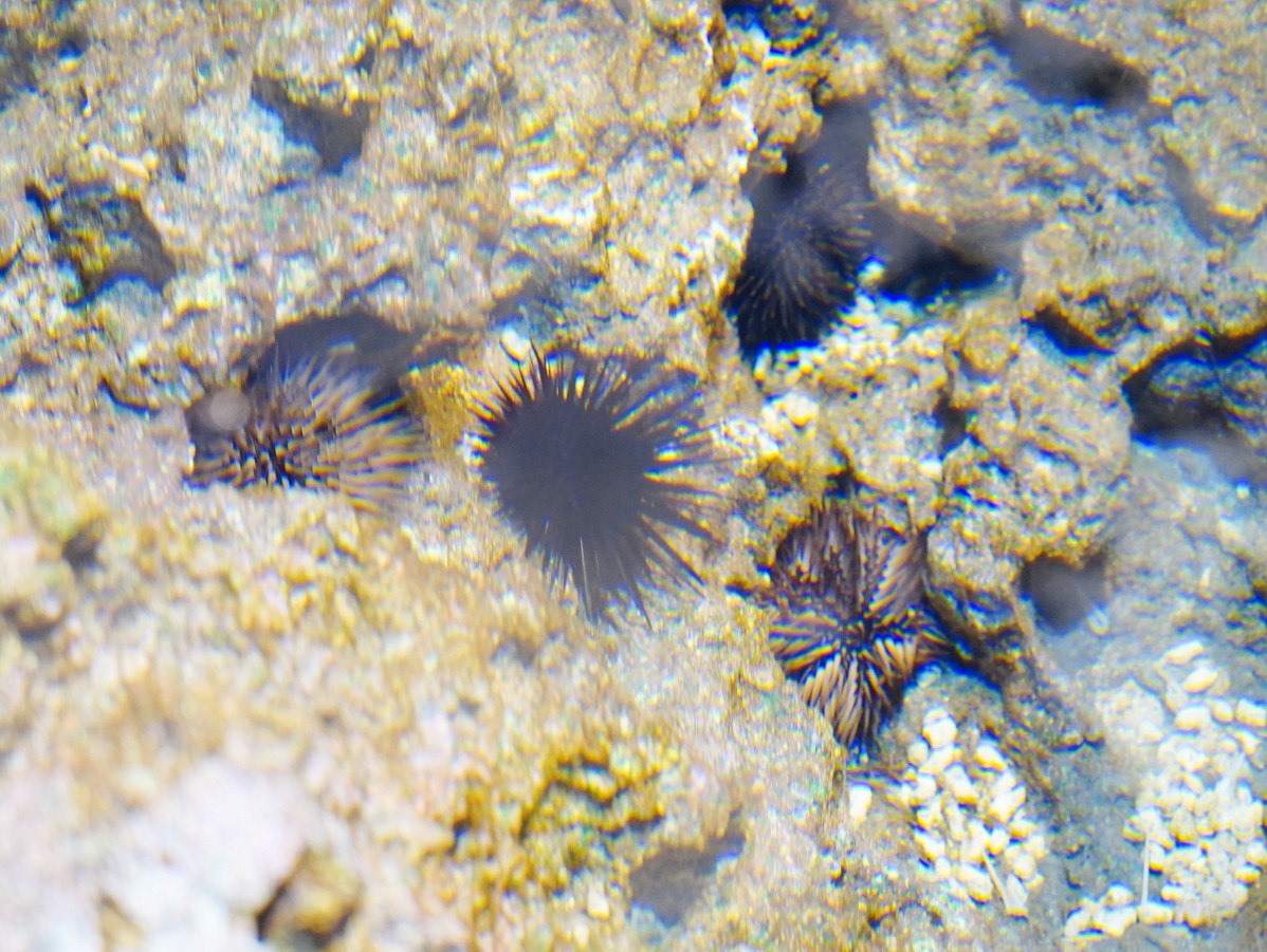 台中海洋館, 台中水族館, 台中海洋館開箱, 台中海洋館門票, 台中海洋館交通, 台中海洋館試營運, 台中旅遊景點, 台中親子景點, 台中景點推薦, 中部水族館,台中海洋生態館,台中海洋館,台中一日遊,海生館,台中景點,台中海生館門票資訊,台中海生館開幕日期,台中海生館交通資訊,台中海生館停車資訊,台中海生館票價,台中海生館開幕時間,台中海洋生態館門票,台中海洋生態館開幕了嗎,台中海生館官網,台中海生館ptt,台中海生館徵才,台中海生館開幕了嗎,台中海生館dcard,台中海生館 評價,台中海生館開幕,水母展覽,鯊魚觀賞,珊瑚礁魚類,生態教育,家庭旅遊景點,台中旅遊必去,水族館體驗,台中海生館,中部海生館,台中旅遊景點,2025年開幕,海洋展區,8.1米展示魚缸,台中海生館, 2025開幕, 清水景點, 梧棲漁港, 親子景點, 中部旅遊, 巨型魚缸, 台灣海生館, 台中新景點,台中海洋館 台中海洋館, 台中水族館, 台中海洋館開箱, 台中海洋館門票, 台中海洋館交通, 台中海洋館試營運, 台中旅遊景點, 台中親子景點, 台中景點推薦, 中部水族館,台中海洋生態館,台中海洋館,台中一日遊,海生館,台中景點,台中海生館門票資訊,台中海生館開幕日期,台中海生館交通資訊,台中海生館停車資訊,台中海生館票價,台中海生館開幕時間,台中海洋生態館門票,台中海洋生態館開幕了嗎,台中海生館官網,台中海生館ptt,台中海生館徵才,台中海生館開幕了嗎,台中海生館dcard,台中海生館 評價,台中海生館開幕,水母展覽,鯊魚觀賞,珊瑚礁魚類,生態教育,家庭旅遊景點,台中旅遊必去,水族館體驗,台中海生館,中部海生館,台中旅遊景點,2025年開幕,海洋展區,8.1米展示魚缸,台中海生館, 2025開幕, 清水景點, 梧棲漁港, 親子景點, 中部旅遊, 巨型魚缸, 台灣海生館, 台中新景點,台中海洋館