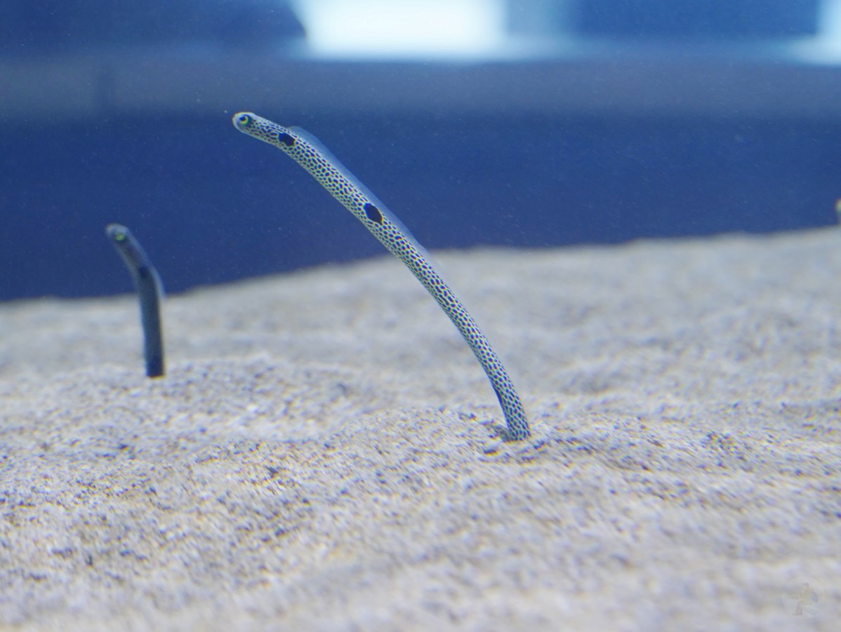 台中海洋館, 台中水族館, 台中海洋館開箱, 台中海洋館門票, 台中海洋館交通, 台中海洋館試營運, 台中旅遊景點, 台中親子景點, 台中景點推薦, 中部水族館,台中海洋生態館,台中海洋館,台中一日遊,海生館,台中景點,台中海生館門票資訊,台中海生館開幕日期,台中海生館交通資訊,台中海生館停車資訊,台中海生館票價,台中海生館開幕時間,台中海洋生態館門票,台中海洋生態館開幕了嗎,台中海生館官網,台中海生館ptt,台中海生館徵才,台中海生館開幕了嗎,台中海生館dcard,台中海生館 評價,台中海生館開幕,水母展覽,鯊魚觀賞,珊瑚礁魚類,生態教育,家庭旅遊景點,台中旅遊必去,水族館體驗,台中海生館,中部海生館,台中旅遊景點,2025年開幕,海洋展區,8.1米展示魚缸,台中海生館, 2025開幕, 清水景點, 梧棲漁港, 親子景點, 中部旅遊, 巨型魚缸, 台灣海生館, 台中新景點,台中海洋館 台中海洋館, 台中水族館, 台中海洋館開箱, 台中海洋館門票, 台中海洋館交通, 台中海洋館試營運, 台中旅遊景點, 台中親子景點, 台中景點推薦, 中部水族館,台中海洋生態館,台中海洋館,台中一日遊,海生館,台中景點,台中海生館門票資訊,台中海生館開幕日期,台中海生館交通資訊,台中海生館停車資訊,台中海生館票價,台中海生館開幕時間,台中海洋生態館門票,台中海洋生態館開幕了嗎,台中海生館官網,台中海生館ptt,台中海生館徵才,台中海生館開幕了嗎,台中海生館dcard,台中海生館 評價,台中海生館開幕,水母展覽,鯊魚觀賞,珊瑚礁魚類,生態教育,家庭旅遊景點,台中旅遊必去,水族館體驗,台中海生館,中部海生館,台中旅遊景點,2025年開幕,海洋展區,8.1米展示魚缸,台中海生館, 2025開幕, 清水景點, 梧棲漁港, 親子景點, 中部旅遊, 巨型魚缸, 台灣海生館, 台中新景點,台中海洋館