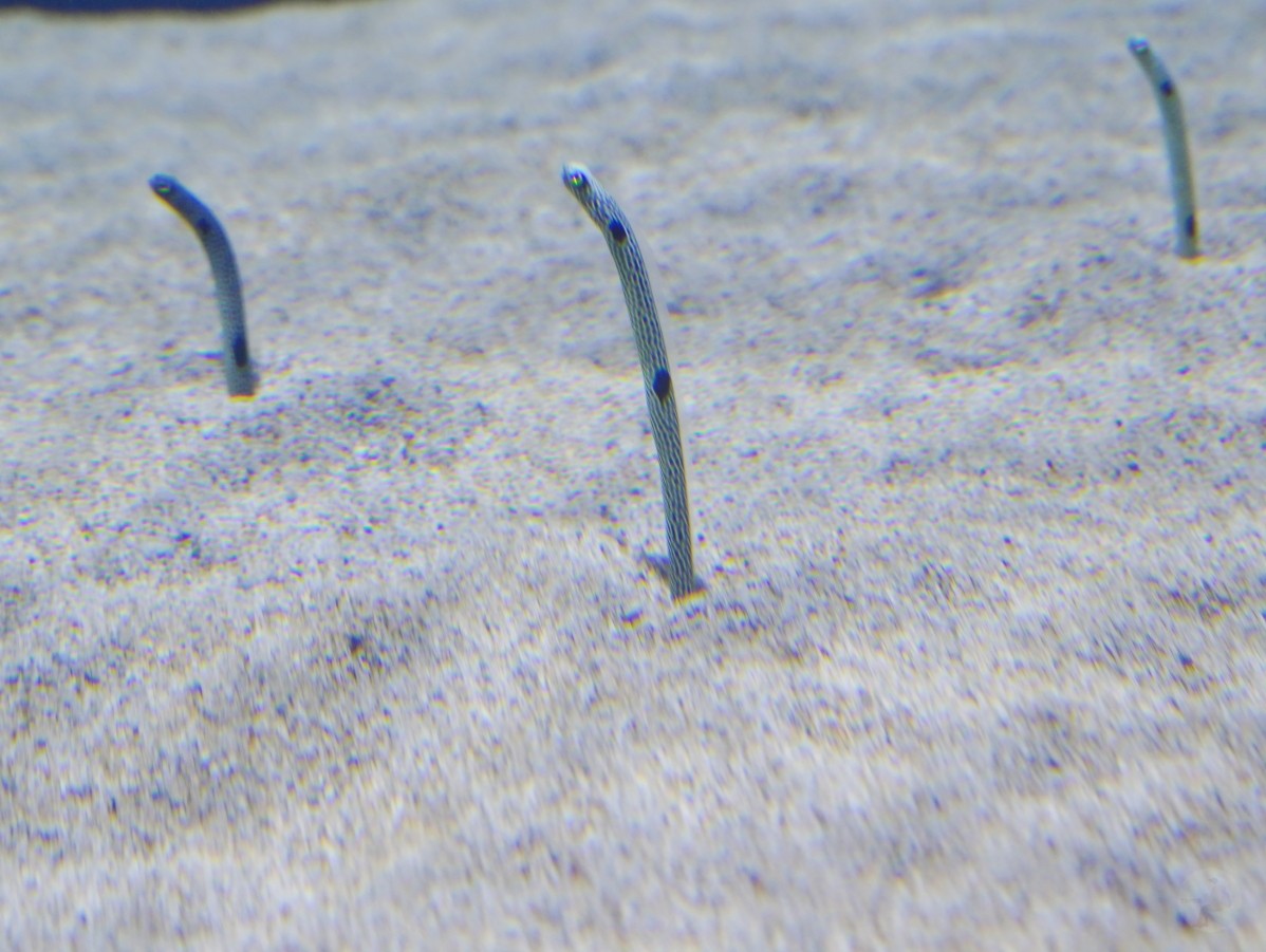 台中海洋館, 台中水族館, 台中海洋館開箱, 台中海洋館門票, 台中海洋館交通, 台中海洋館試營運, 台中旅遊景點, 台中親子景點, 台中景點推薦, 中部水族館,台中海洋生態館,台中海洋館,台中一日遊,海生館,台中景點,台中海生館門票資訊,台中海生館開幕日期,台中海生館交通資訊,台中海生館停車資訊,台中海生館票價,台中海生館開幕時間,台中海洋生態館門票,台中海洋生態館開幕了嗎,台中海生館官網,台中海生館ptt,台中海生館徵才,台中海生館開幕了嗎,台中海生館dcard,台中海生館 評價,台中海生館開幕,水母展覽,鯊魚觀賞,珊瑚礁魚類,生態教育,家庭旅遊景點,台中旅遊必去,水族館體驗,台中海生館,中部海生館,台中旅遊景點,2025年開幕,海洋展區,8.1米展示魚缸,台中海生館, 2025開幕, 清水景點, 梧棲漁港, 親子景點, 中部旅遊, 巨型魚缸, 台灣海生館, 台中新景點,台中海洋館 台中海洋館, 台中水族館, 台中海洋館開箱, 台中海洋館門票, 台中海洋館交通, 台中海洋館試營運, 台中旅遊景點, 台中親子景點, 台中景點推薦, 中部水族館,台中海洋生態館,台中海洋館,台中一日遊,海生館,台中景點,台中海生館門票資訊,台中海生館開幕日期,台中海生館交通資訊,台中海生館停車資訊,台中海生館票價,台中海生館開幕時間,台中海洋生態館門票,台中海洋生態館開幕了嗎,台中海生館官網,台中海生館ptt,台中海生館徵才,台中海生館開幕了嗎,台中海生館dcard,台中海生館 評價,台中海生館開幕,水母展覽,鯊魚觀賞,珊瑚礁魚類,生態教育,家庭旅遊景點,台中旅遊必去,水族館體驗,台中海生館,中部海生館,台中旅遊景點,2025年開幕,海洋展區,8.1米展示魚缸,台中海生館, 2025開幕, 清水景點, 梧棲漁港, 親子景點, 中部旅遊, 巨型魚缸, 台灣海生館, 台中新景點,台中海洋館