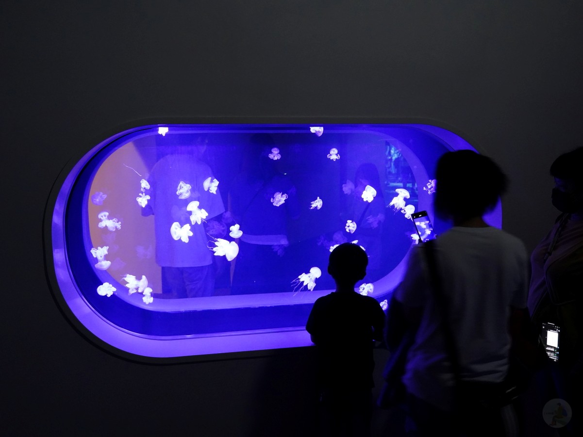台中海洋館, 台中水族館, 台中海洋館開箱, 台中海洋館門票, 台中海洋館交通, 台中海洋館試營運, 台中旅遊景點, 台中親子景點, 台中景點推薦, 中部水族館,台中海洋生態館,台中海洋館,台中一日遊,海生館,台中景點,台中海生館門票資訊,台中海生館開幕日期,台中海生館交通資訊,台中海生館停車資訊,台中海生館票價,台中海生館開幕時間,台中海洋生態館門票,台中海洋生態館開幕了嗎,台中海生館官網,台中海生館ptt,台中海生館徵才,台中海生館開幕了嗎,台中海生館dcard,台中海生館 評價,台中海生館開幕,水母展覽,鯊魚觀賞,珊瑚礁魚類,生態教育,家庭旅遊景點,台中旅遊必去,水族館體驗,台中海生館,中部海生館,台中旅遊景點,2025年開幕,海洋展區,8.1米展示魚缸,台中海生館, 2025開幕, 清水景點, 梧棲漁港, 親子景點, 中部旅遊, 巨型魚缸, 台灣海生館, 台中新景點,台中海洋館 台中海洋館, 台中水族館, 台中海洋館開箱, 台中海洋館門票, 台中海洋館交通, 台中海洋館試營運, 台中旅遊景點, 台中親子景點, 台中景點推薦, 中部水族館,台中海洋生態館,台中海洋館,台中一日遊,海生館,台中景點,台中海生館門票資訊,台中海生館開幕日期,台中海生館交通資訊,台中海生館停車資訊,台中海生館票價,台中海生館開幕時間,台中海洋生態館門票,台中海洋生態館開幕了嗎,台中海生館官網,台中海生館ptt,台中海生館徵才,台中海生館開幕了嗎,台中海生館dcard,台中海生館 評價,台中海生館開幕,水母展覽,鯊魚觀賞,珊瑚礁魚類,生態教育,家庭旅遊景點,台中旅遊必去,水族館體驗,台中海生館,中部海生館,台中旅遊景點,2025年開幕,海洋展區,8.1米展示魚缸,台中海生館, 2025開幕, 清水景點, 梧棲漁港, 親子景點, 中部旅遊, 巨型魚缸, 台灣海生館, 台中新景點,台中海洋館