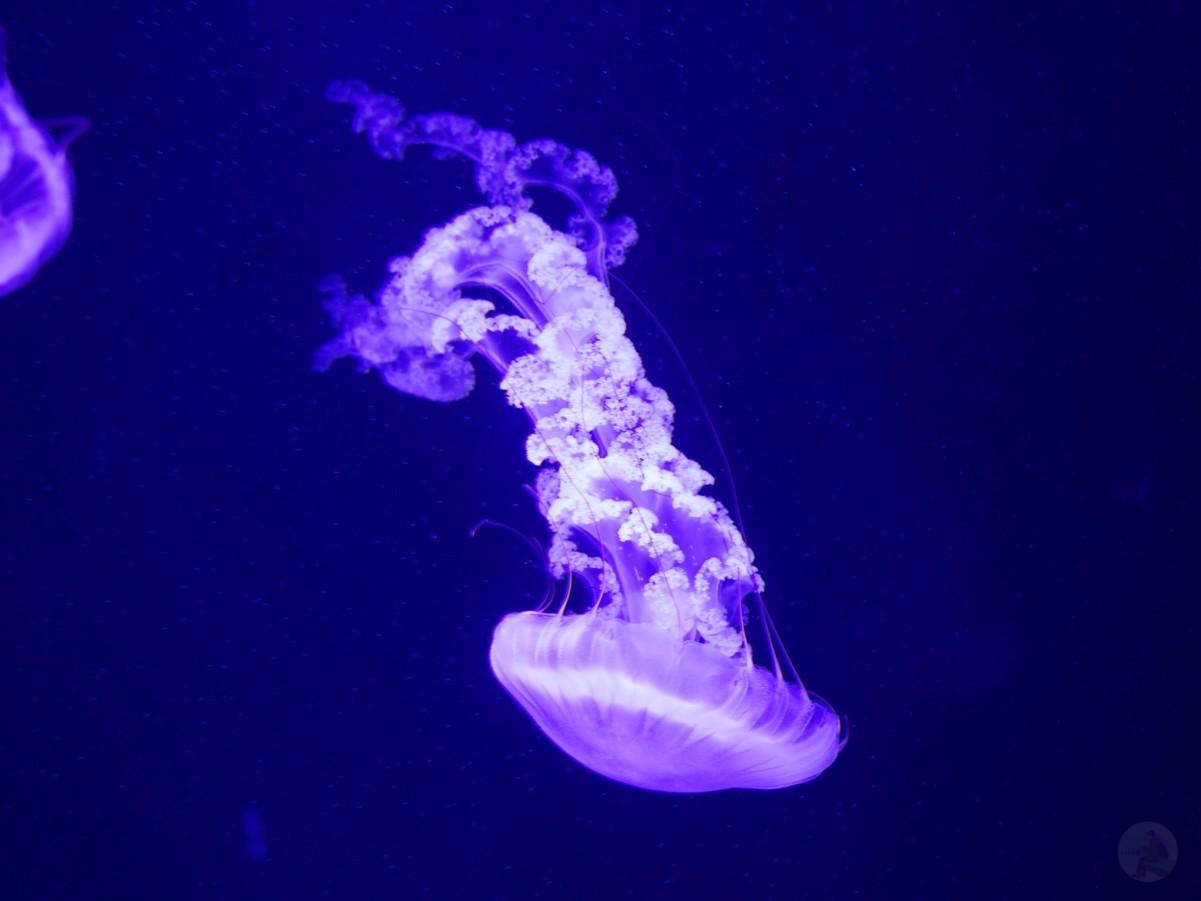 台中海洋館, 台中水族館, 台中海洋館開箱, 台中海洋館門票, 台中海洋館交通, 台中海洋館試營運, 台中旅遊景點, 台中親子景點, 台中景點推薦, 中部水族館,台中海洋生態館,台中海洋館,台中一日遊,海生館,台中景點,台中海生館門票資訊,台中海生館開幕日期,台中海生館交通資訊,台中海生館停車資訊,台中海生館票價,台中海生館開幕時間,台中海洋生態館門票,台中海洋生態館開幕了嗎,台中海生館官網,台中海生館ptt,台中海生館徵才,台中海生館開幕了嗎,台中海生館dcard,台中海生館 評價,台中海生館開幕,水母展覽,鯊魚觀賞,珊瑚礁魚類,生態教育,家庭旅遊景點,台中旅遊必去,水族館體驗,台中海生館,中部海生館,台中旅遊景點,2025年開幕,海洋展區,8.1米展示魚缸,台中海生館, 2025開幕, 清水景點, 梧棲漁港, 親子景點, 中部旅遊, 巨型魚缸, 台灣海生館, 台中新景點,台中海洋館 台中海洋館, 台中水族館, 台中海洋館開箱, 台中海洋館門票, 台中海洋館交通, 台中海洋館試營運, 台中旅遊景點, 台中親子景點, 台中景點推薦, 中部水族館,台中海洋生態館,台中海洋館,台中一日遊,海生館,台中景點,台中海生館門票資訊,台中海生館開幕日期,台中海生館交通資訊,台中海生館停車資訊,台中海生館票價,台中海生館開幕時間,台中海洋生態館門票,台中海洋生態館開幕了嗎,台中海生館官網,台中海生館ptt,台中海生館徵才,台中海生館開幕了嗎,台中海生館dcard,台中海生館 評價,台中海生館開幕,水母展覽,鯊魚觀賞,珊瑚礁魚類,生態教育,家庭旅遊景點,台中旅遊必去,水族館體驗,台中海生館,中部海生館,台中旅遊景點,2025年開幕,海洋展區,8.1米展示魚缸,台中海生館, 2025開幕, 清水景點, 梧棲漁港, 親子景點, 中部旅遊, 巨型魚缸, 台灣海生館, 台中新景點,台中海洋館