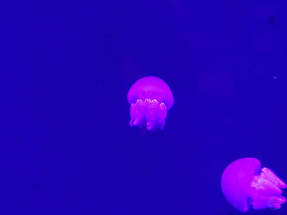 台中海洋館, 台中水族館, 台中海洋館開箱, 台中海洋館門票, 台中海洋館交通, 台中海洋館試營運, 台中旅遊景點, 台中親子景點, 台中景點推薦, 中部水族館,台中海洋生態館,台中海洋館,台中一日遊,海生館,台中景點,台中海生館門票資訊,台中海生館開幕日期,台中海生館交通資訊,台中海生館停車資訊,台中海生館票價,台中海生館開幕時間,台中海洋生態館門票,台中海洋生態館開幕了嗎,台中海生館官網,台中海生館ptt,台中海生館徵才,台中海生館開幕了嗎,台中海生館dcard,台中海生館 評價,台中海生館開幕,水母展覽,鯊魚觀賞,珊瑚礁魚類,生態教育,家庭旅遊景點,台中旅遊必去,水族館體驗,台中海生館,中部海生館,台中旅遊景點,2025年開幕,海洋展區,8.1米展示魚缸,台中海生館, 2025開幕, 清水景點, 梧棲漁港, 親子景點, 中部旅遊, 巨型魚缸, 台灣海生館, 台中新景點,台中海洋館 台中海洋館, 台中水族館, 台中海洋館開箱, 台中海洋館門票, 台中海洋館交通, 台中海洋館試營運, 台中旅遊景點, 台中親子景點, 台中景點推薦, 中部水族館,台中海洋生態館,台中海洋館,台中一日遊,海生館,台中景點,台中海生館門票資訊,台中海生館開幕日期,台中海生館交通資訊,台中海生館停車資訊,台中海生館票價,台中海生館開幕時間,台中海洋生態館門票,台中海洋生態館開幕了嗎,台中海生館官網,台中海生館ptt,台中海生館徵才,台中海生館開幕了嗎,台中海生館dcard,台中海生館 評價,台中海生館開幕,水母展覽,鯊魚觀賞,珊瑚礁魚類,生態教育,家庭旅遊景點,台中旅遊必去,水族館體驗,台中海生館,中部海生館,台中旅遊景點,2025年開幕,海洋展區,8.1米展示魚缸,台中海生館, 2025開幕, 清水景點, 梧棲漁港, 親子景點, 中部旅遊, 巨型魚缸, 台灣海生館, 台中新景點,台中海洋館
