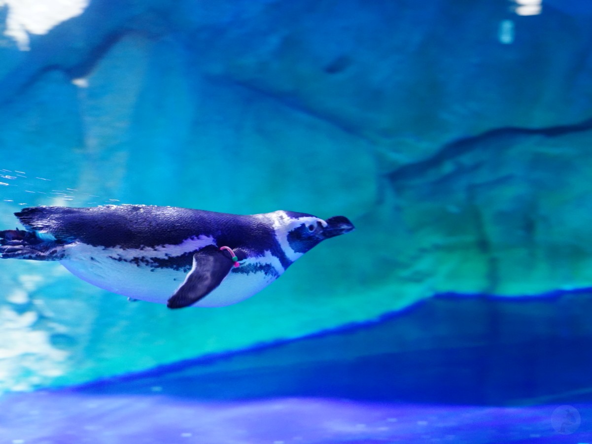 台中海洋館, 台中水族館, 台中海洋館開箱, 台中海洋館門票, 台中海洋館交通, 台中海洋館試營運, 台中旅遊景點, 台中親子景點, 台中景點推薦, 中部水族館,台中海洋生態館,台中海洋館,台中一日遊,海生館,台中景點,台中海生館門票資訊,台中海生館開幕日期,台中海生館交通資訊,台中海生館停車資訊,台中海生館票價,台中海生館開幕時間,台中海洋生態館門票,台中海洋生態館開幕了嗎,台中海生館官網,台中海生館ptt,台中海生館徵才,台中海生館開幕了嗎,台中海生館dcard,台中海生館 評價,台中海生館開幕,水母展覽,鯊魚觀賞,珊瑚礁魚類,生態教育,家庭旅遊景點,台中旅遊必去,水族館體驗,台中海生館,中部海生館,台中旅遊景點,2025年開幕,海洋展區,8.1米展示魚缸,台中海生館, 2025開幕, 清水景點, 梧棲漁港, 親子景點, 中部旅遊, 巨型魚缸, 台灣海生館, 台中新景點,台中海洋館 台中海洋館, 台中水族館, 台中海洋館開箱, 台中海洋館門票, 台中海洋館交通, 台中海洋館試營運, 台中旅遊景點, 台中親子景點, 台中景點推薦, 中部水族館,台中海洋生態館,台中海洋館,台中一日遊,海生館,台中景點,台中海生館門票資訊,台中海生館開幕日期,台中海生館交通資訊,台中海生館停車資訊,台中海生館票價,台中海生館開幕時間,台中海洋生態館門票,台中海洋生態館開幕了嗎,台中海生館官網,台中海生館ptt,台中海生館徵才,台中海生館開幕了嗎,台中海生館dcard,台中海生館 評價,台中海生館開幕,水母展覽,鯊魚觀賞,珊瑚礁魚類,生態教育,家庭旅遊景點,台中旅遊必去,水族館體驗,台中海生館,中部海生館,台中旅遊景點,2025年開幕,海洋展區,8.1米展示魚缸,台中海生館, 2025開幕, 清水景點, 梧棲漁港, 親子景點, 中部旅遊, 巨型魚缸, 台灣海生館, 台中新景點,台中海洋館