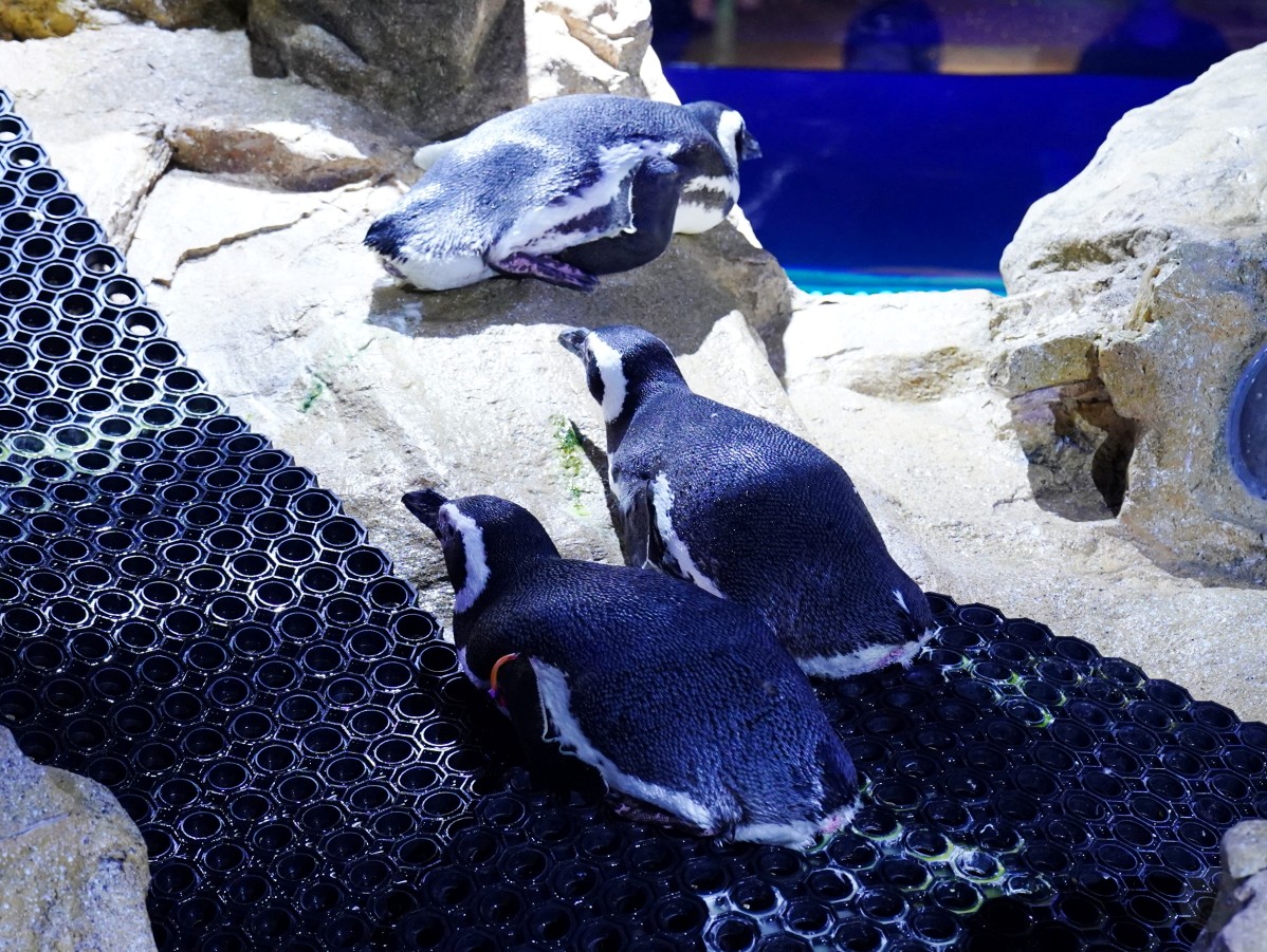 台中海洋館, 台中水族館, 台中海洋館開箱, 台中海洋館門票, 台中海洋館交通, 台中海洋館試營運, 台中旅遊景點, 台中親子景點, 台中景點推薦, 中部水族館,台中海洋生態館,台中海洋館,台中一日遊,海生館,台中景點,台中海生館門票資訊,台中海生館開幕日期,台中海生館交通資訊,台中海生館停車資訊,台中海生館票價,台中海生館開幕時間,台中海洋生態館門票,台中海洋生態館開幕了嗎,台中海生館官網,台中海生館ptt,台中海生館徵才,台中海生館開幕了嗎,台中海生館dcard,台中海生館 評價,台中海生館開幕,水母展覽,鯊魚觀賞,珊瑚礁魚類,生態教育,家庭旅遊景點,台中旅遊必去,水族館體驗,台中海生館,中部海生館,台中旅遊景點,2025年開幕,海洋展區,8.1米展示魚缸,台中海生館, 2025開幕, 清水景點, 梧棲漁港, 親子景點, 中部旅遊, 巨型魚缸, 台灣海生館, 台中新景點,台中海洋館 台中海洋館, 台中水族館, 台中海洋館開箱, 台中海洋館門票, 台中海洋館交通, 台中海洋館試營運, 台中旅遊景點, 台中親子景點, 台中景點推薦, 中部水族館,台中海洋生態館,台中海洋館,台中一日遊,海生館,台中景點,台中海生館門票資訊,台中海生館開幕日期,台中海生館交通資訊,台中海生館停車資訊,台中海生館票價,台中海生館開幕時間,台中海洋生態館門票,台中海洋生態館開幕了嗎,台中海生館官網,台中海生館ptt,台中海生館徵才,台中海生館開幕了嗎,台中海生館dcard,台中海生館 評價,台中海生館開幕,水母展覽,鯊魚觀賞,珊瑚礁魚類,生態教育,家庭旅遊景點,台中旅遊必去,水族館體驗,台中海生館,中部海生館,台中旅遊景點,2025年開幕,海洋展區,8.1米展示魚缸,台中海生館, 2025開幕, 清水景點, 梧棲漁港, 親子景點, 中部旅遊, 巨型魚缸, 台灣海生館, 台中新景點,台中海洋館