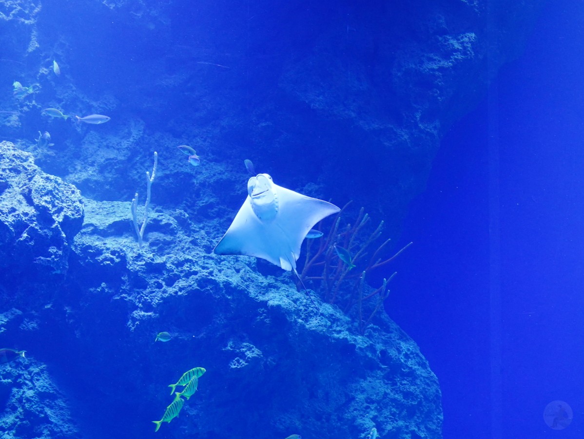 台中海洋館, 台中水族館, 台中海洋館開箱, 台中海洋館門票, 台中海洋館交通, 台中海洋館試營運, 台中旅遊景點, 台中親子景點, 台中景點推薦, 中部水族館,台中海洋生態館,台中海洋館,台中一日遊,海生館,台中景點,台中海生館門票資訊,台中海生館開幕日期,台中海生館交通資訊,台中海生館停車資訊,台中海生館票價,台中海生館開幕時間,台中海洋生態館門票,台中海洋生態館開幕了嗎,台中海生館官網,台中海生館ptt,台中海生館徵才,台中海生館開幕了嗎,台中海生館dcard,台中海生館 評價,台中海生館開幕,水母展覽,鯊魚觀賞,珊瑚礁魚類,生態教育,家庭旅遊景點,台中旅遊必去,水族館體驗,台中海生館,中部海生館,台中旅遊景點,2025年開幕,海洋展區,8.1米展示魚缸,台中海生館, 2025開幕, 清水景點, 梧棲漁港, 親子景點, 中部旅遊, 巨型魚缸, 台灣海生館, 台中新景點,台中海洋館