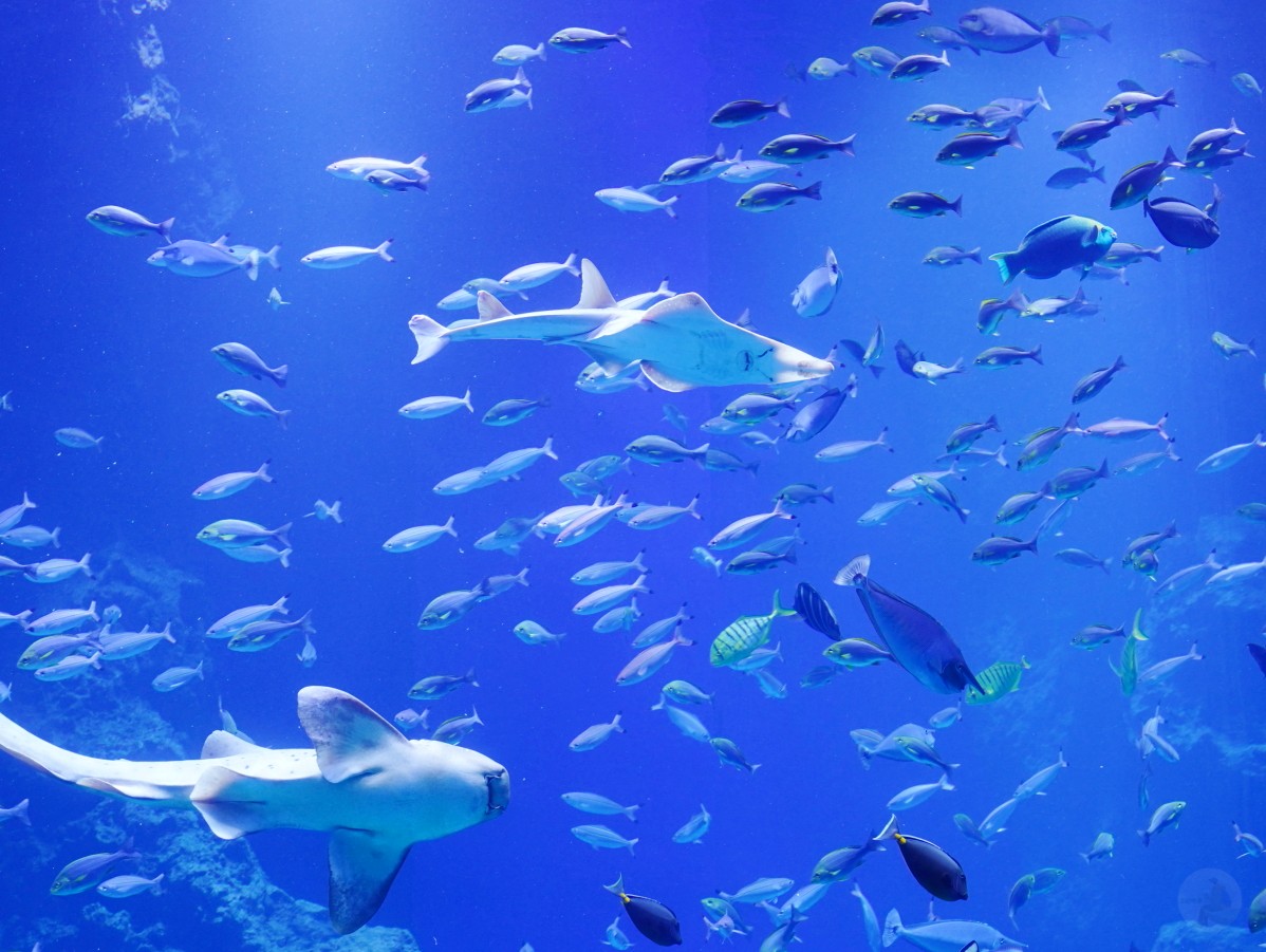 台中海洋館, 台中水族館, 台中海洋館開箱, 台中海洋館門票, 台中海洋館交通, 台中海洋館試營運, 台中旅遊景點, 台中親子景點, 台中景點推薦, 中部水族館,台中海洋生態館,台中海洋館,台中一日遊,海生館,台中景點,台中海生館門票資訊,台中海生館開幕日期,台中海生館交通資訊,台中海生館停車資訊,台中海生館票價,台中海生館開幕時間,台中海洋生態館門票,台中海洋生態館開幕了嗎,台中海生館官網,台中海生館ptt,台中海生館徵才,台中海生館開幕了嗎,台中海生館dcard,台中海生館 評價,台中海生館開幕,水母展覽,鯊魚觀賞,珊瑚礁魚類,生態教育,家庭旅遊景點,台中旅遊必去,水族館體驗,台中海生館,中部海生館,台中旅遊景點,2025年開幕,海洋展區,8.1米展示魚缸,台中海生館, 2025開幕, 清水景點, 梧棲漁港, 親子景點, 中部旅遊, 巨型魚缸, 台灣海生館, 台中新景點,台中海洋館 台中海洋館, 台中水族館, 台中海洋館開箱, 台中海洋館門票, 台中海洋館交通, 台中海洋館試營運, 台中旅遊景點, 台中親子景點, 台中景點推薦, 中部水族館,台中海洋生態館,台中海洋館,台中一日遊,海生館,台中景點,台中海生館門票資訊,台中海生館開幕日期,台中海生館交通資訊,台中海生館停車資訊,台中海生館票價,台中海生館開幕時間,台中海洋生態館門票,台中海洋生態館開幕了嗎,台中海生館官網,台中海生館ptt,台中海生館徵才,台中海生館開幕了嗎,台中海生館dcard,台中海生館 評價,台中海生館開幕,水母展覽,鯊魚觀賞,珊瑚礁魚類,生態教育,家庭旅遊景點,台中旅遊必去,水族館體驗,台中海生館,中部海生館,台中旅遊景點,2025年開幕,海洋展區,8.1米展示魚缸,台中海生館, 2025開幕, 清水景點, 梧棲漁港, 親子景點, 中部旅遊, 巨型魚缸, 台灣海生館, 台中新景點,台中海洋館