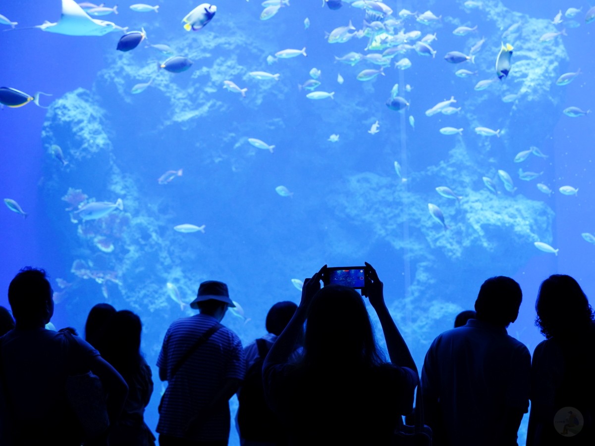 台中海洋館, 台中水族館, 台中海洋館開箱, 台中海洋館門票, 台中海洋館交通, 台中海洋館試營運, 台中旅遊景點, 台中親子景點, 台中景點推薦, 中部水族館,台中海洋生態館,台中海洋館,台中一日遊,海生館,台中景點,台中海生館門票資訊,台中海生館開幕日期,台中海生館交通資訊,台中海生館停車資訊,台中海生館票價,台中海生館開幕時間,台中海洋生態館門票,台中海洋生態館開幕了嗎,台中海生館官網,台中海生館ptt,台中海生館徵才,台中海生館開幕了嗎,台中海生館dcard,台中海生館 評價,台中海生館開幕,水母展覽,鯊魚觀賞,珊瑚礁魚類,生態教育,家庭旅遊景點,台中旅遊必去,水族館體驗,台中海生館,中部海生館,台中旅遊景點,2025年開幕,海洋展區,8.1米展示魚缸,台中海生館, 2025開幕, 清水景點, 梧棲漁港, 親子景點, 中部旅遊, 巨型魚缸, 台灣海生館, 台中新景點,台中海洋館 台中海洋館, 台中水族館, 台中海洋館開箱, 台中海洋館門票, 台中海洋館交通, 台中海洋館試營運, 台中旅遊景點, 台中親子景點, 台中景點推薦, 中部水族館,台中海洋生態館,台中海洋館,台中一日遊,海生館,台中景點,台中海生館門票資訊,台中海生館開幕日期,台中海生館交通資訊,台中海生館停車資訊,台中海生館票價,台中海生館開幕時間,台中海洋生態館門票,台中海洋生態館開幕了嗎,台中海生館官網,台中海生館ptt,台中海生館徵才,台中海生館開幕了嗎,台中海生館dcard,台中海生館 評價,台中海生館開幕,水母展覽,鯊魚觀賞,珊瑚礁魚類,生態教育,家庭旅遊景點,台中旅遊必去,水族館體驗,台中海生館,中部海生館,台中旅遊景點,2025年開幕,海洋展區,8.1米展示魚缸,台中海生館, 2025開幕, 清水景點, 梧棲漁港, 親子景點, 中部旅遊, 巨型魚缸, 台灣海生館, 台中新景點,台中海洋館