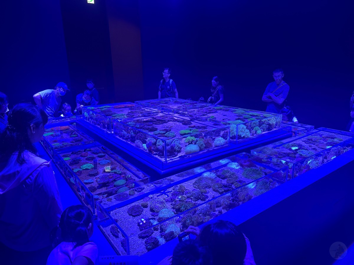 台中海洋館, 台中水族館, 台中海洋館開箱, 台中海洋館門票, 台中海洋館交通, 台中海洋館試營運, 台中旅遊景點, 台中親子景點, 台中景點推薦, 中部水族館,台中海洋生態館,台中海洋館,台中一日遊,海生館,台中景點,台中海生館門票資訊,台中海生館開幕日期,台中海生館交通資訊,台中海生館停車資訊,台中海生館票價,台中海生館開幕時間,台中海洋生態館門票,台中海洋生態館開幕了嗎,台中海生館官網,台中海生館ptt,台中海生館徵才,台中海生館開幕了嗎,台中海生館dcard,台中海生館 評價,台中海生館開幕,水母展覽,鯊魚觀賞,珊瑚礁魚類,生態教育,家庭旅遊景點,台中旅遊必去,水族館體驗,台中海生館,中部海生館,台中旅遊景點,2025年開幕,海洋展區,8.1米展示魚缸,台中海生館, 2025開幕, 清水景點, 梧棲漁港, 親子景點, 中部旅遊, 巨型魚缸, 台灣海生館, 台中新景點,台中海洋館 台中海洋館, 台中水族館, 台中海洋館開箱, 台中海洋館門票, 台中海洋館交通, 台中海洋館試營運, 台中旅遊景點, 台中親子景點, 台中景點推薦, 中部水族館,台中海洋生態館,台中海洋館,台中一日遊,海生館,台中景點,台中海生館門票資訊,台中海生館開幕日期,台中海生館交通資訊,台中海生館停車資訊,台中海生館票價,台中海生館開幕時間,台中海洋生態館門票,台中海洋生態館開幕了嗎,台中海生館官網,台中海生館ptt,台中海生館徵才,台中海生館開幕了嗎,台中海生館dcard,台中海生館 評價,台中海生館開幕,水母展覽,鯊魚觀賞,珊瑚礁魚類,生態教育,家庭旅遊景點,台中旅遊必去,水族館體驗,台中海生館,中部海生館,台中旅遊景點,2025年開幕,海洋展區,8.1米展示魚缸,台中海生館, 2025開幕, 清水景點, 梧棲漁港, 親子景點, 中部旅遊, 巨型魚缸, 台灣海生館, 台中新景點,台中海洋館
